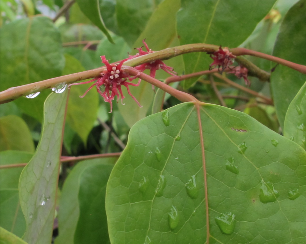 The flower of new genus Ucodendron whartonii at RHS Chelsea