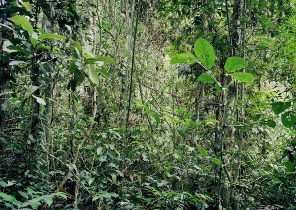 Thomas Struth Paradise Series