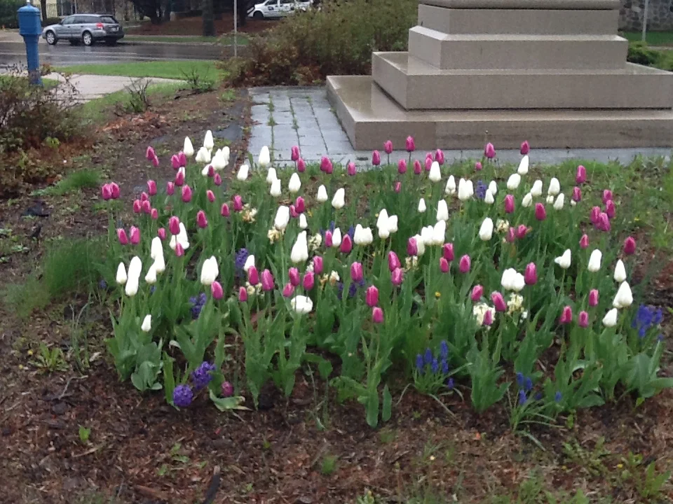 tulip-saltire.jpg