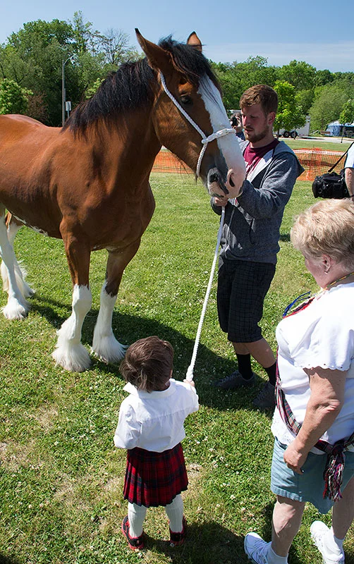 higames-1506-clydesdale-boy-1.jpg