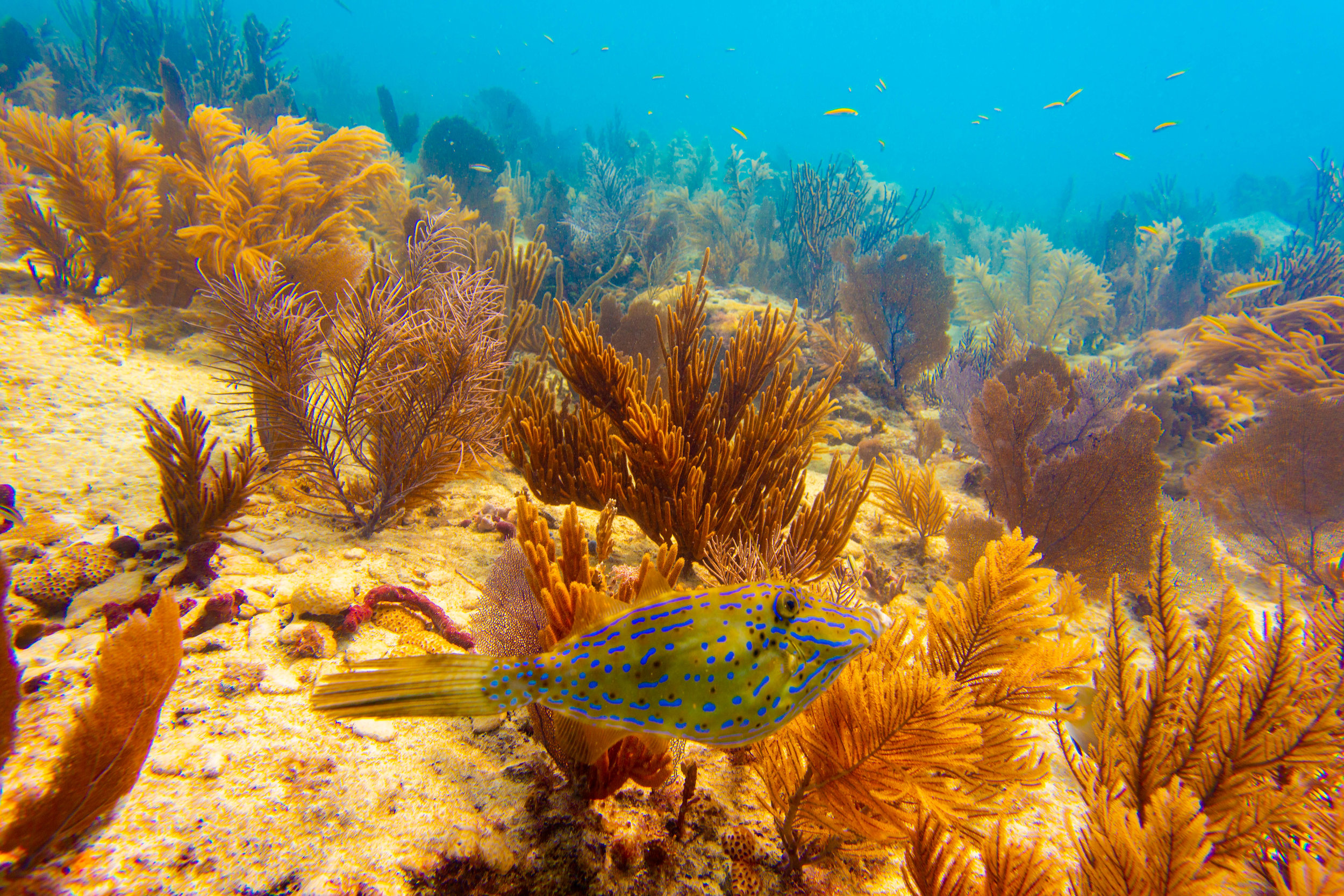 Anglers-Hotel-Reef-ve_steve-boxall-20180614_0142.jpg