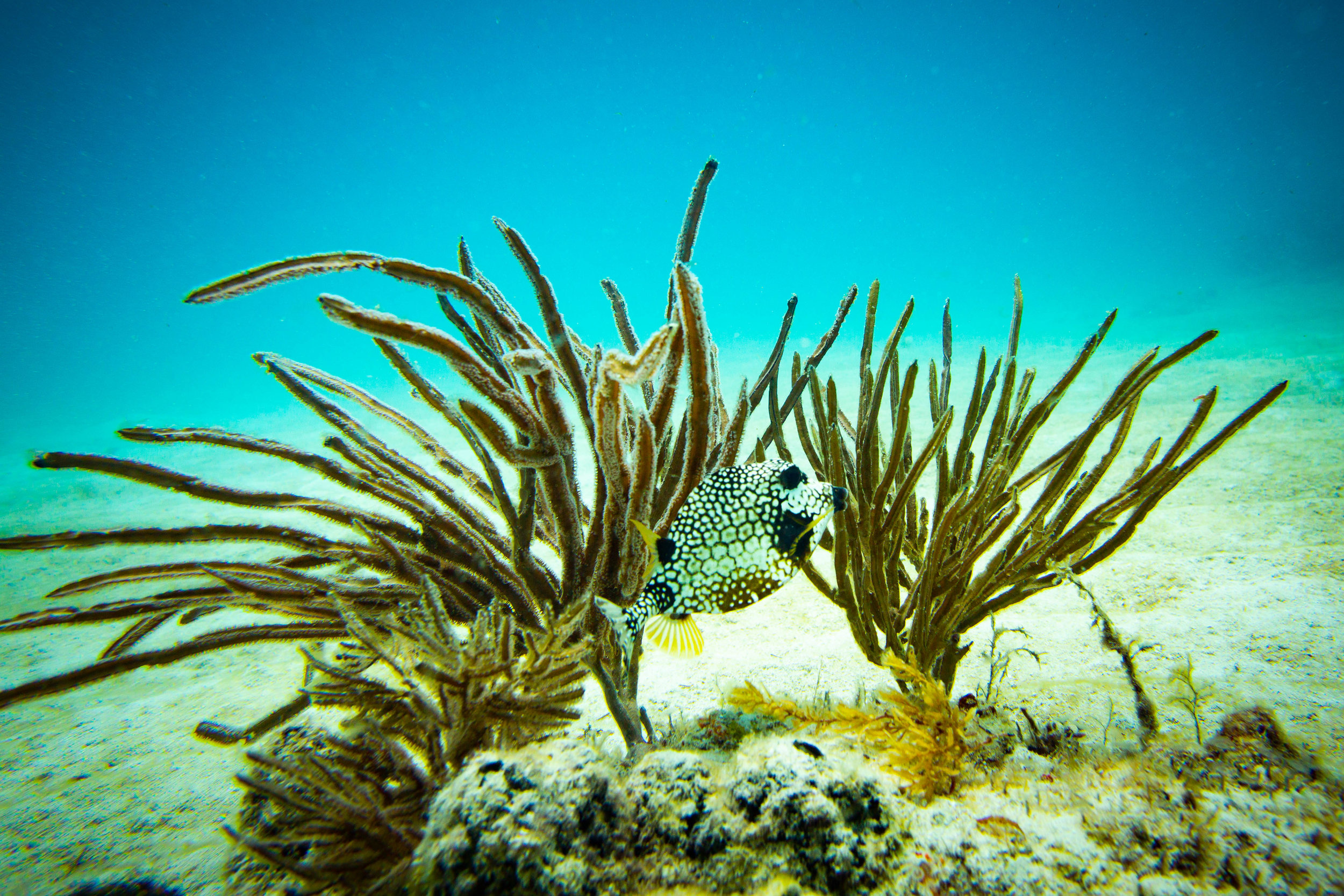 Anglers-Hotel-Reef-ve_steve-boxall-20180614_0639.jpg