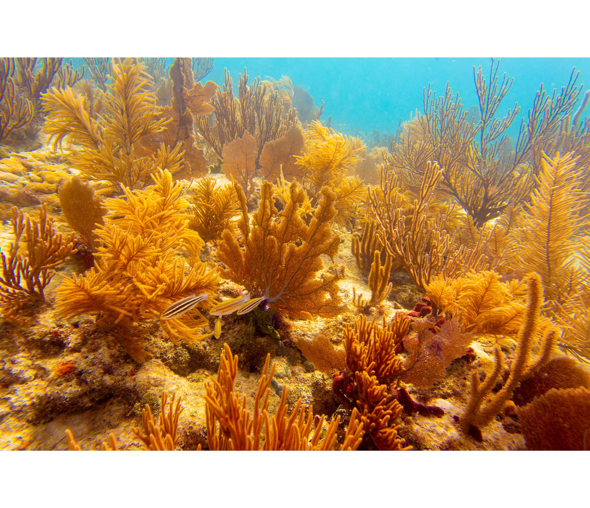 Anglers Reef Dive Trip Book_Page_05.jpg