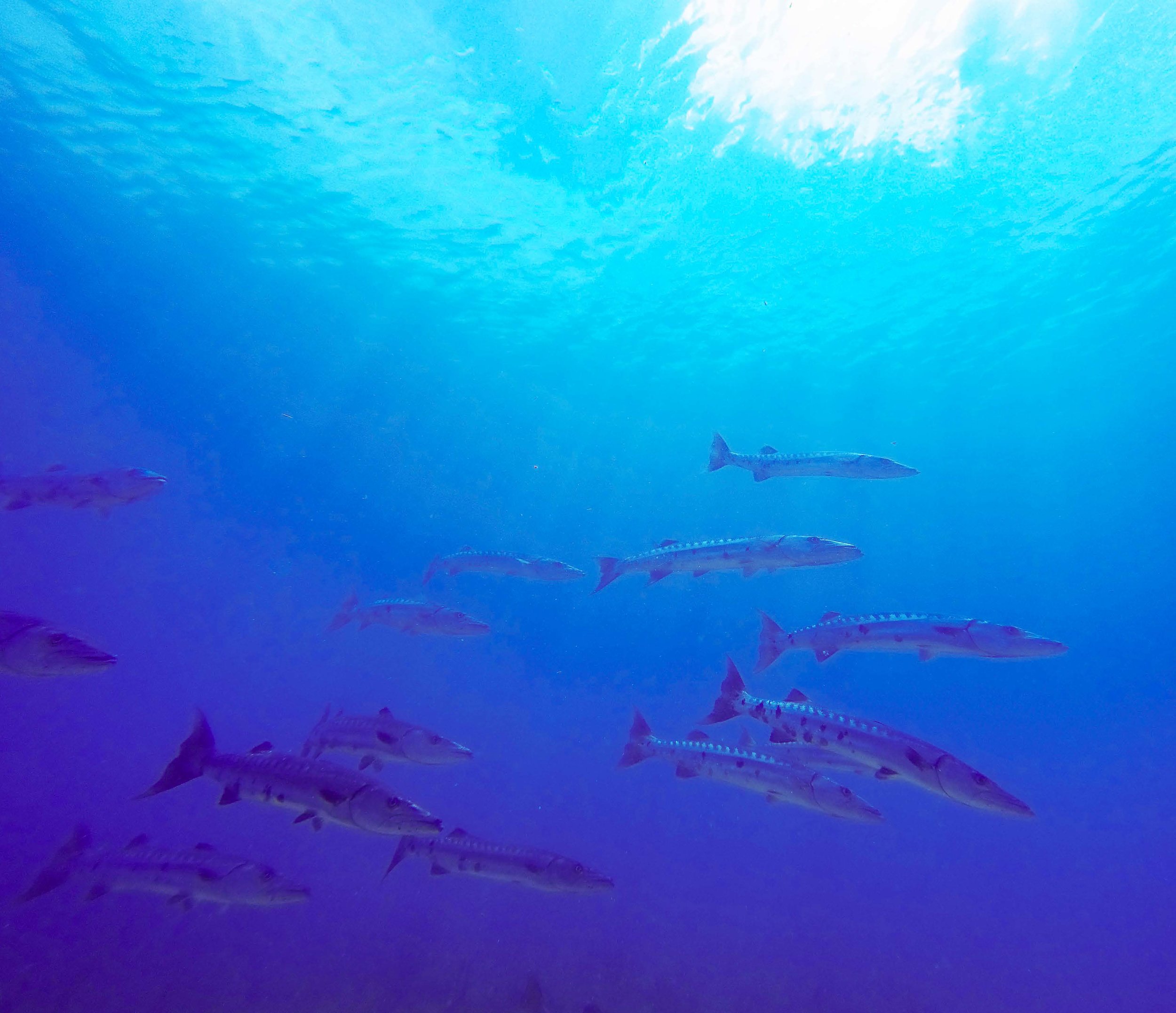 Anglers Reef Dive Trip Book_Page_06.jpg