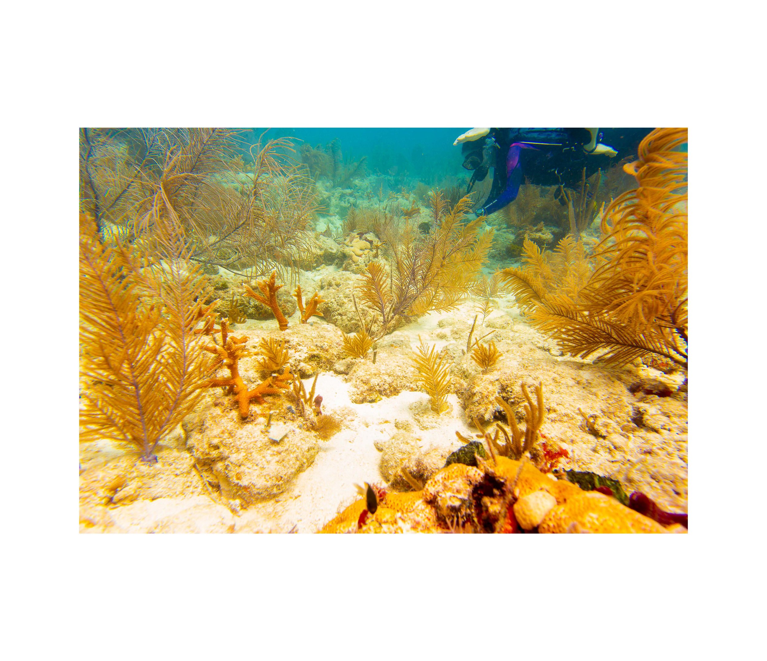 Anglers Reef Dive Trip Book_Page_11.jpg