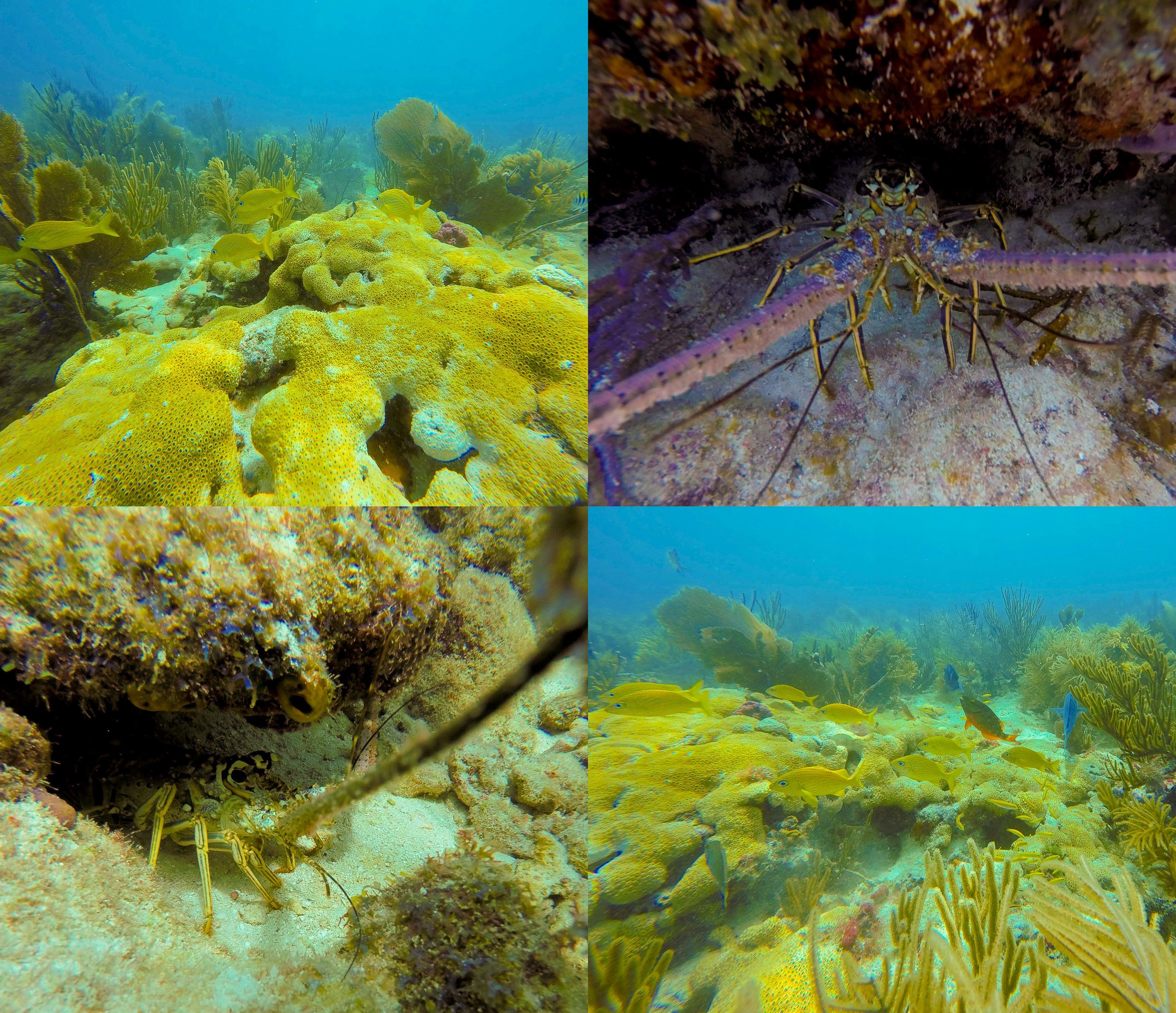Anglers Reef Dive Trip Book_Page_14.jpg
