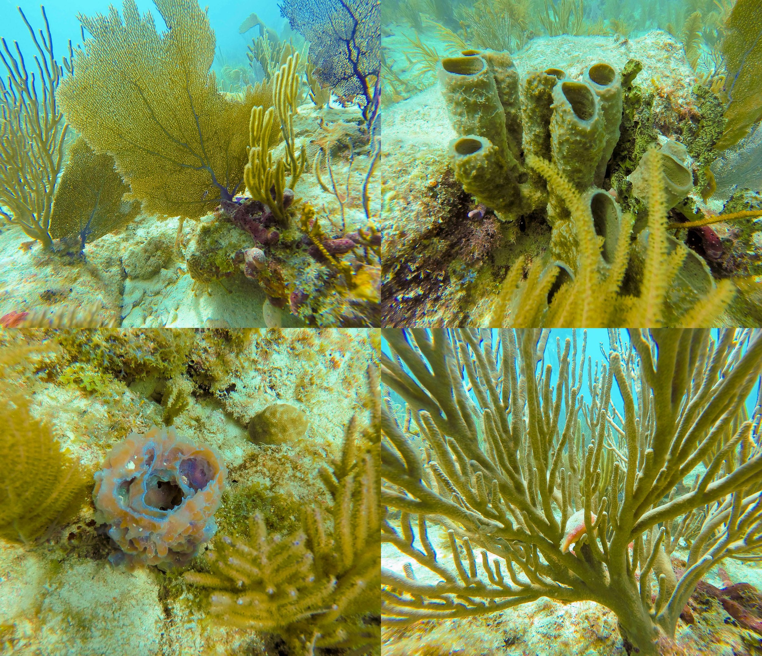 Anglers Reef Dive Trip Book_Page_15.jpg