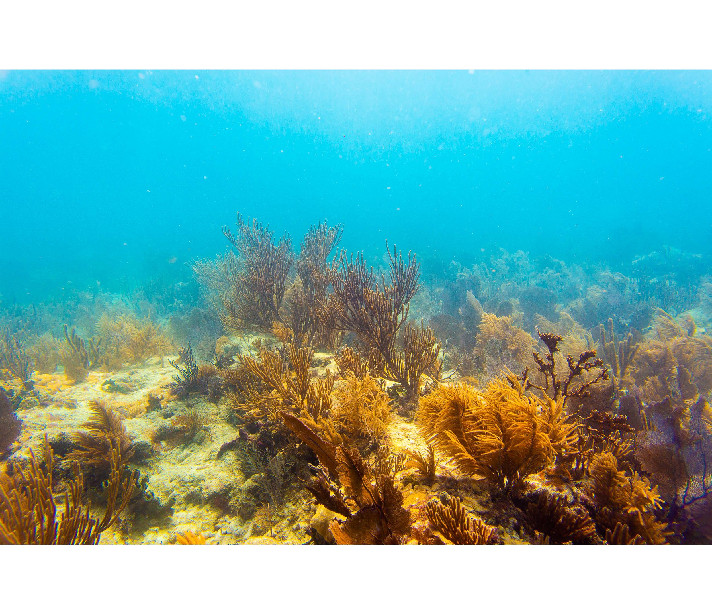 Anglers Reef Dive Trip Book_Page_16.jpg