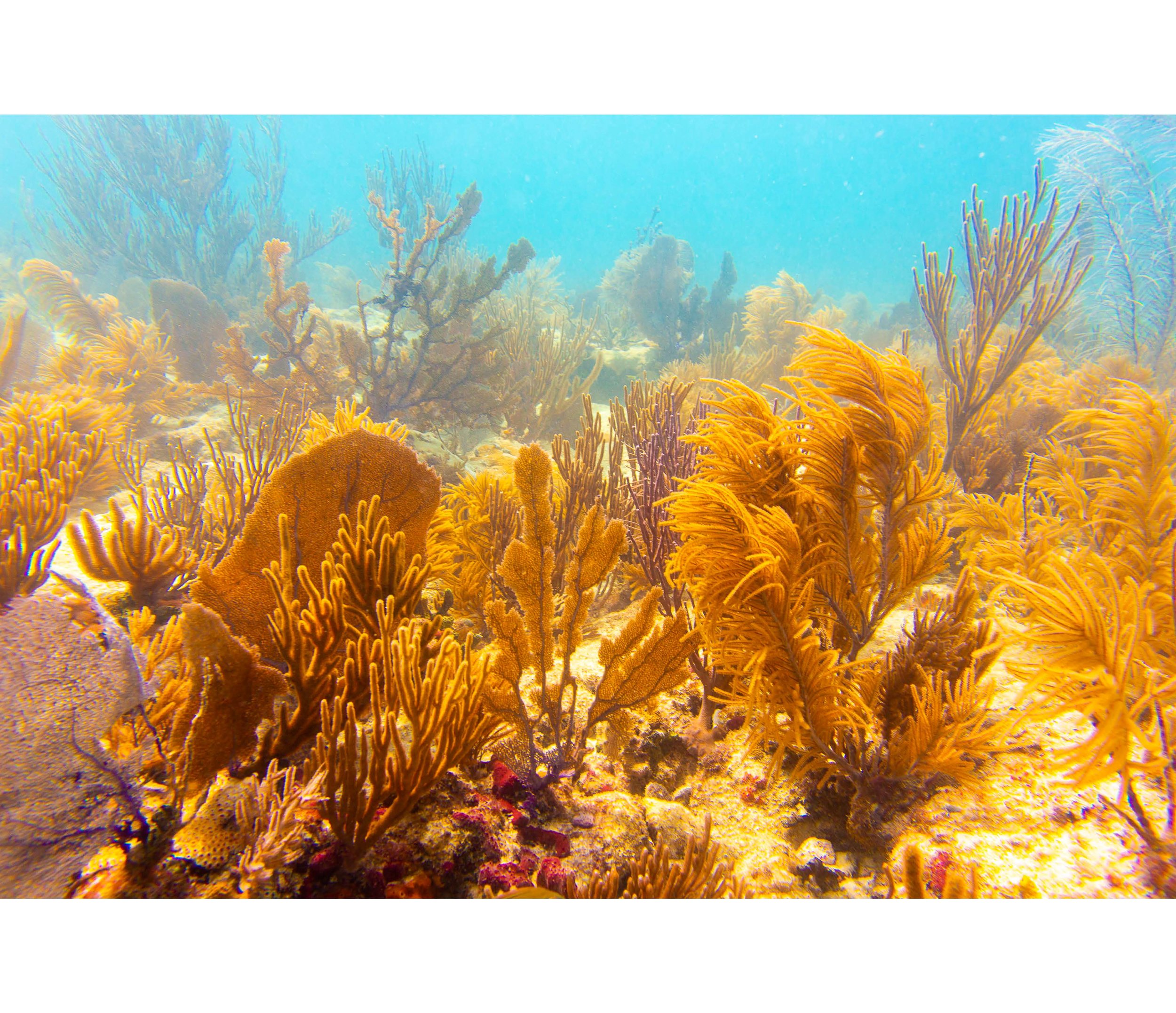 Anglers Reef Dive Trip Book_Page_17.jpg