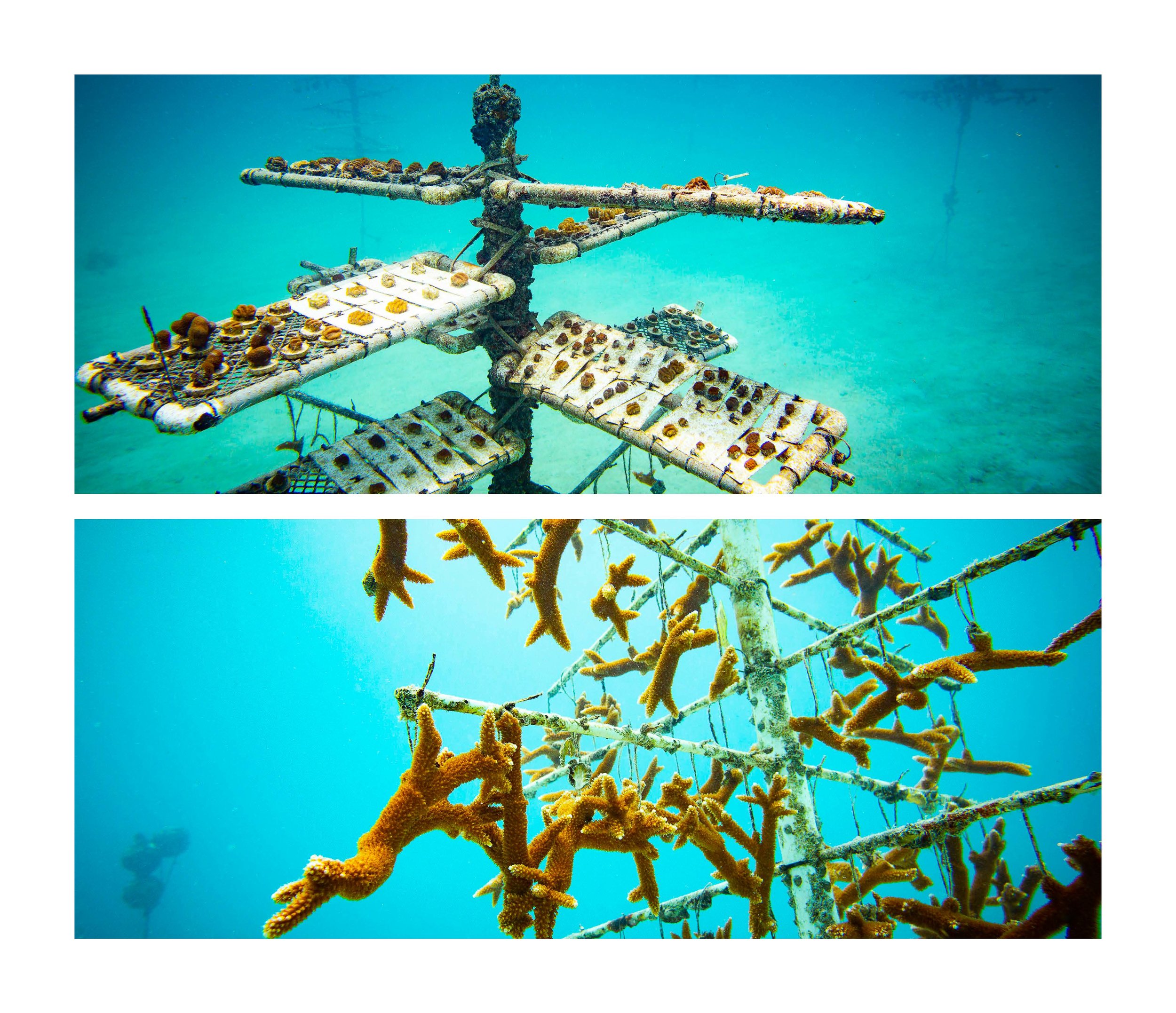 Anglers Reef Dive Trip Book_Page_22.jpg