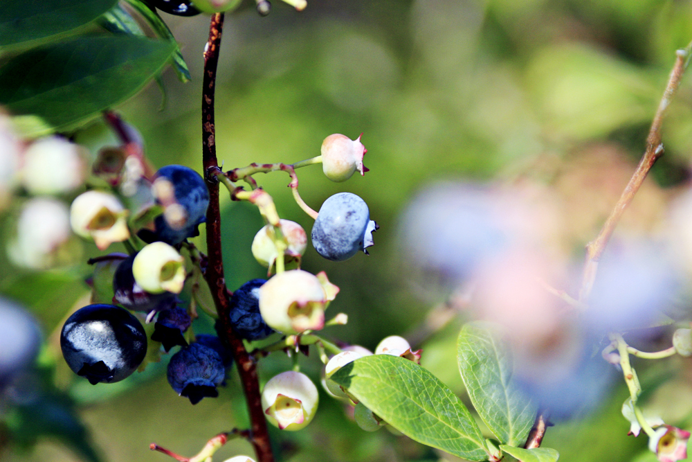 blueberry1.jpg