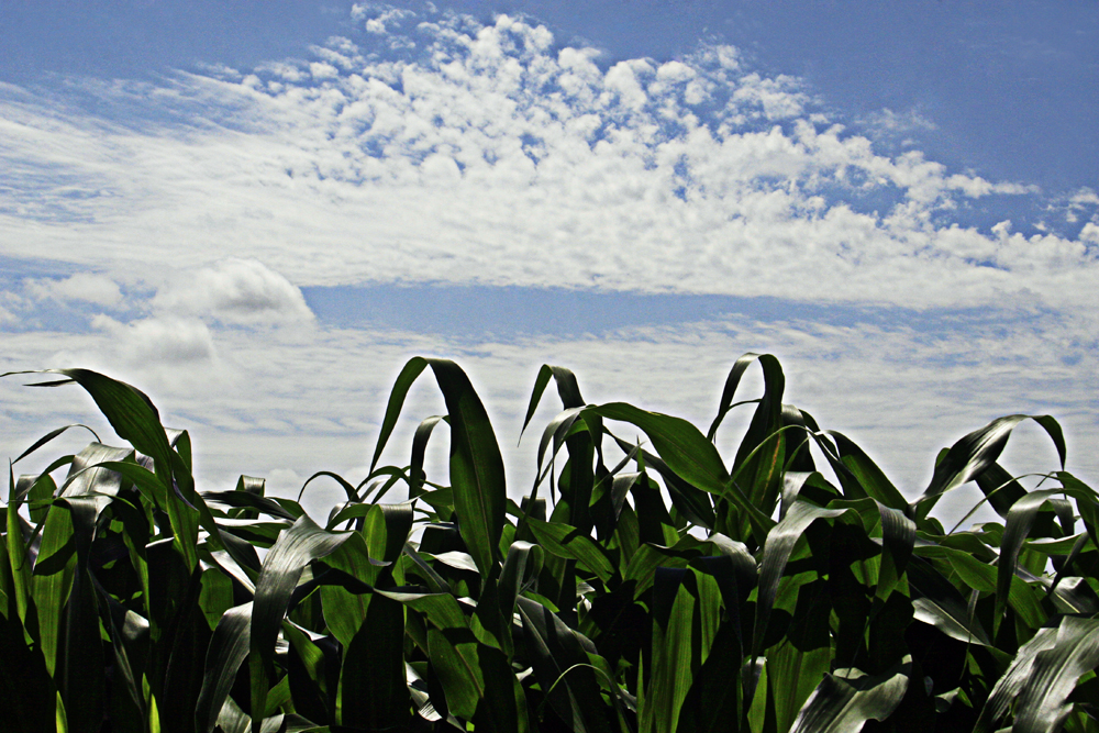 corn_field.jpg