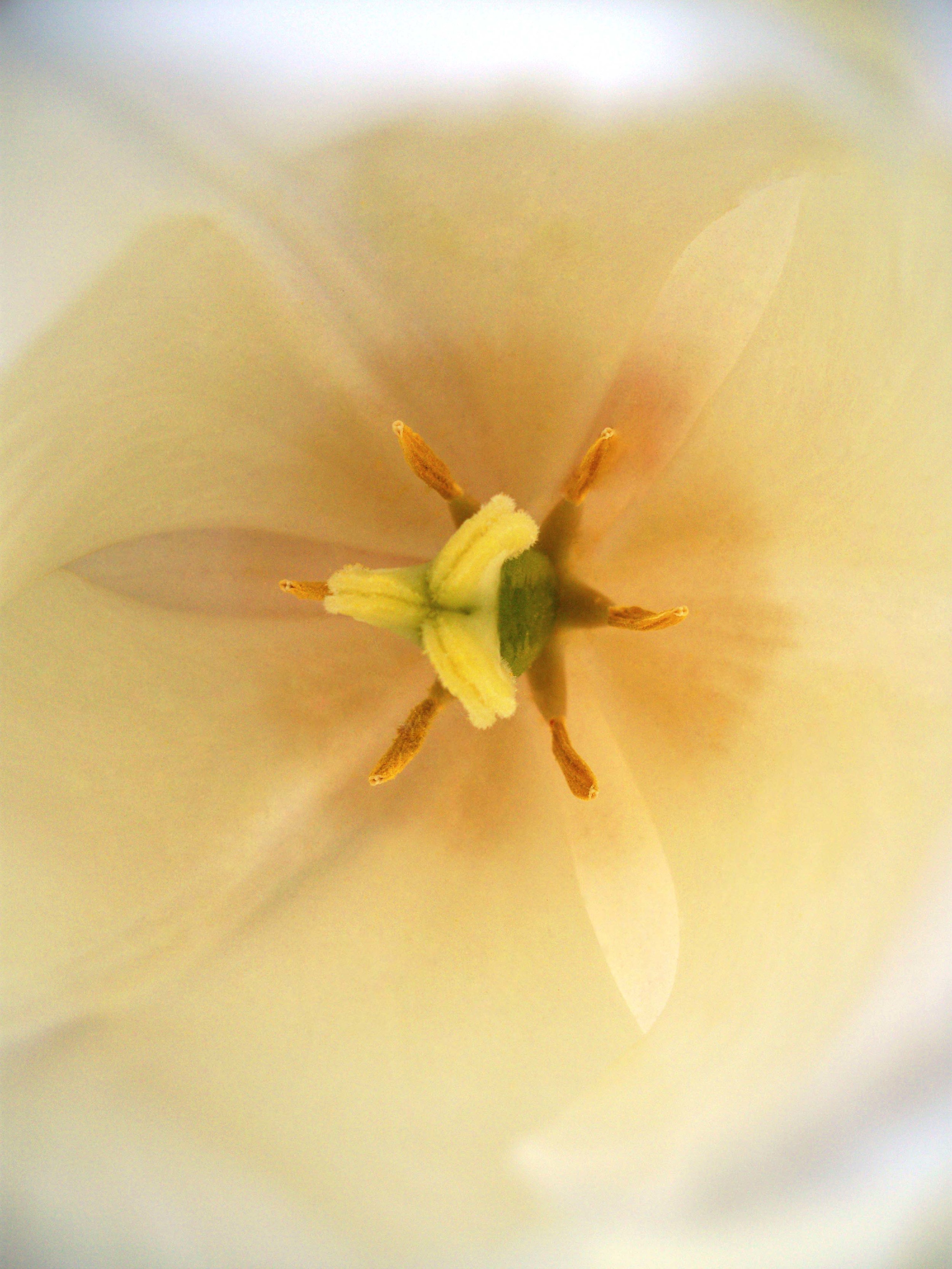 white_tulip_cu_copy.jpg