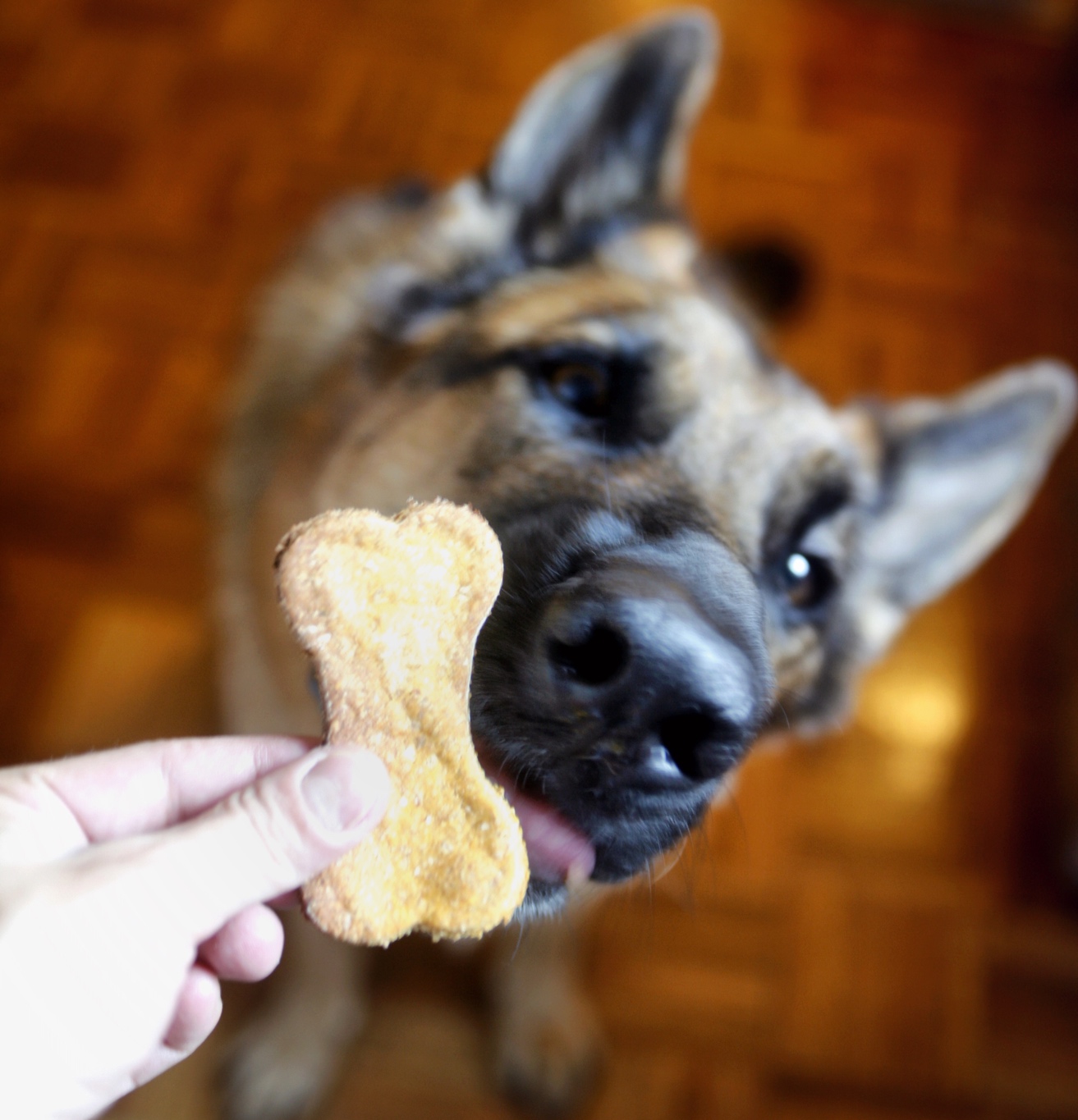 maQ clearly enjoying his treat! :)