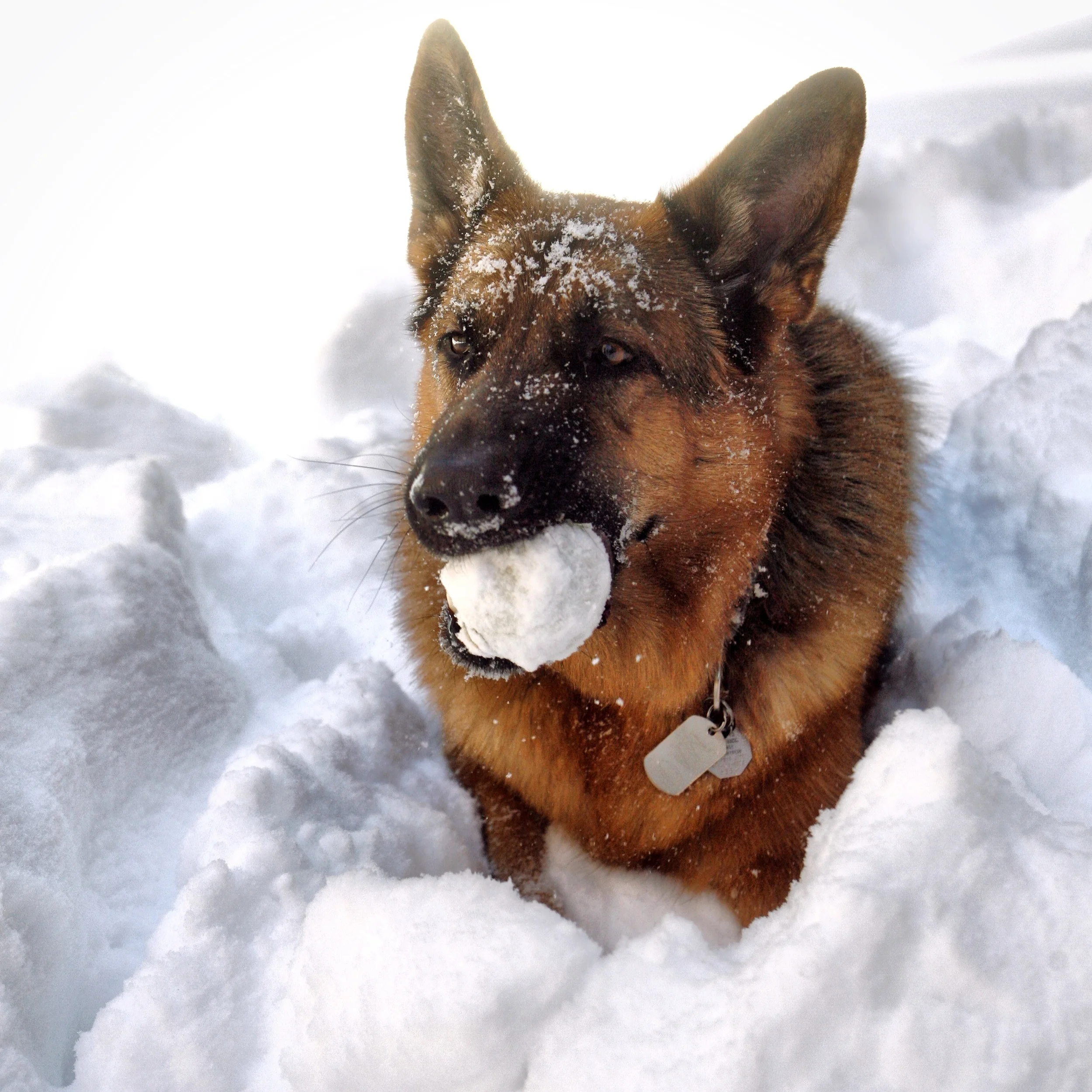 Who's ready for a snowball fight?!