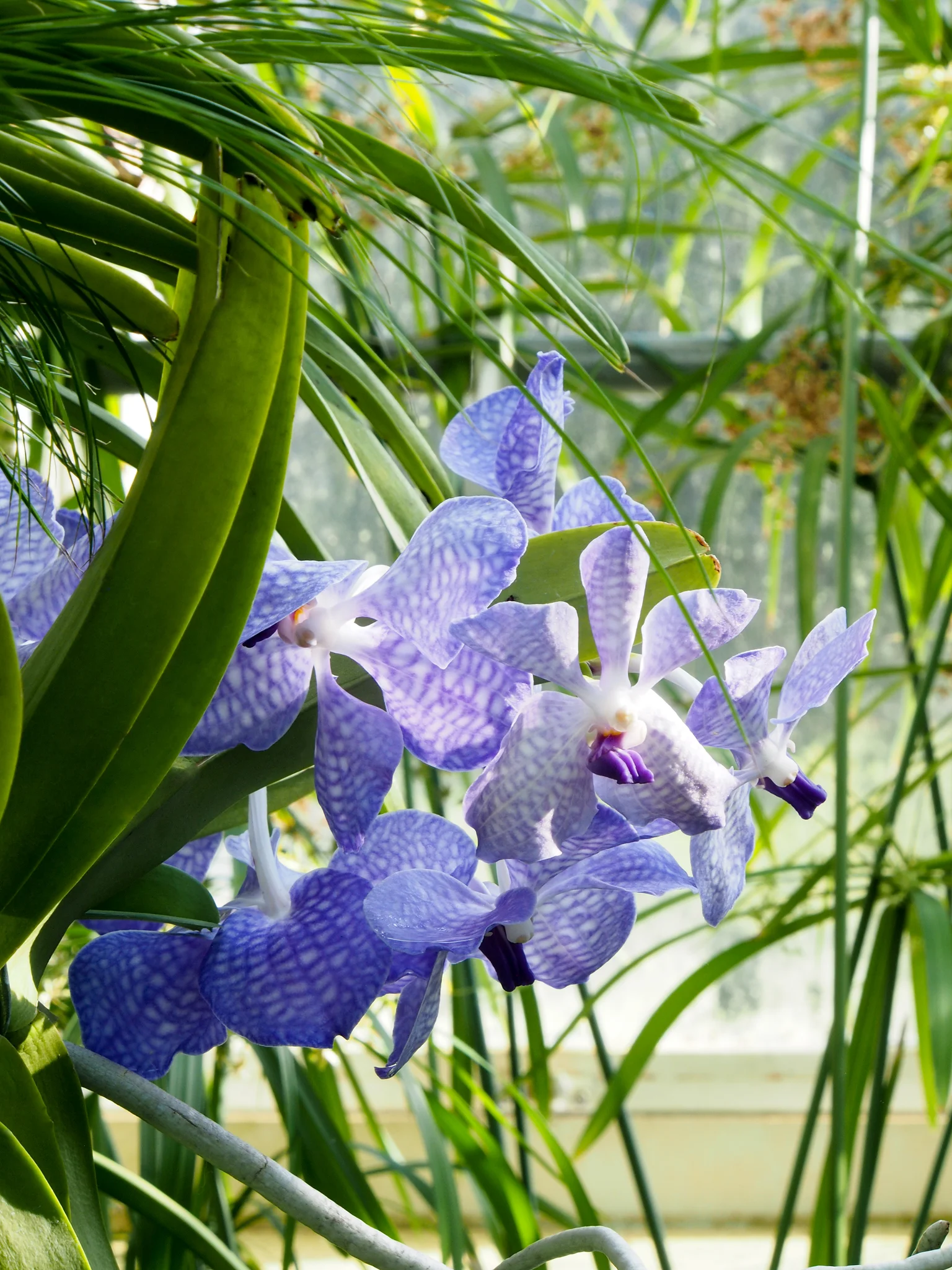 Purple orchids. 💜💜💜