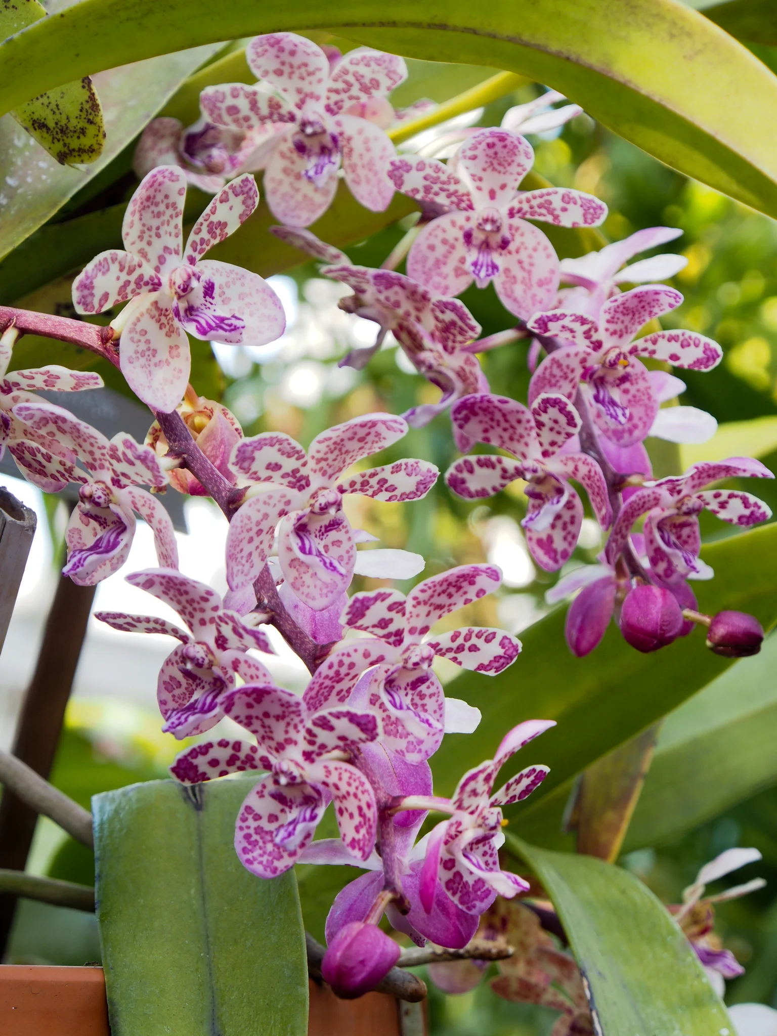 Psychedelic orchids! Aren't these trippy? Spell-binding if you ask me. 