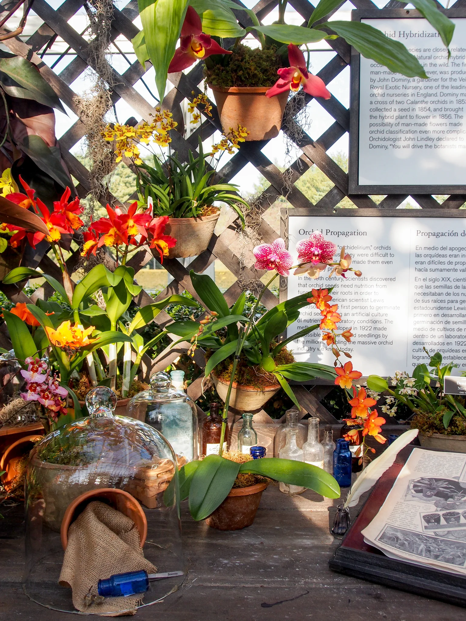 While exploring the Haupt Conservatory's exhibition, look for a 19th-century orchid propagation display featuring a copy of Orchidaceae of Mexico and Guatemala , a landmark work by Victorian horticulturist James Bateman .