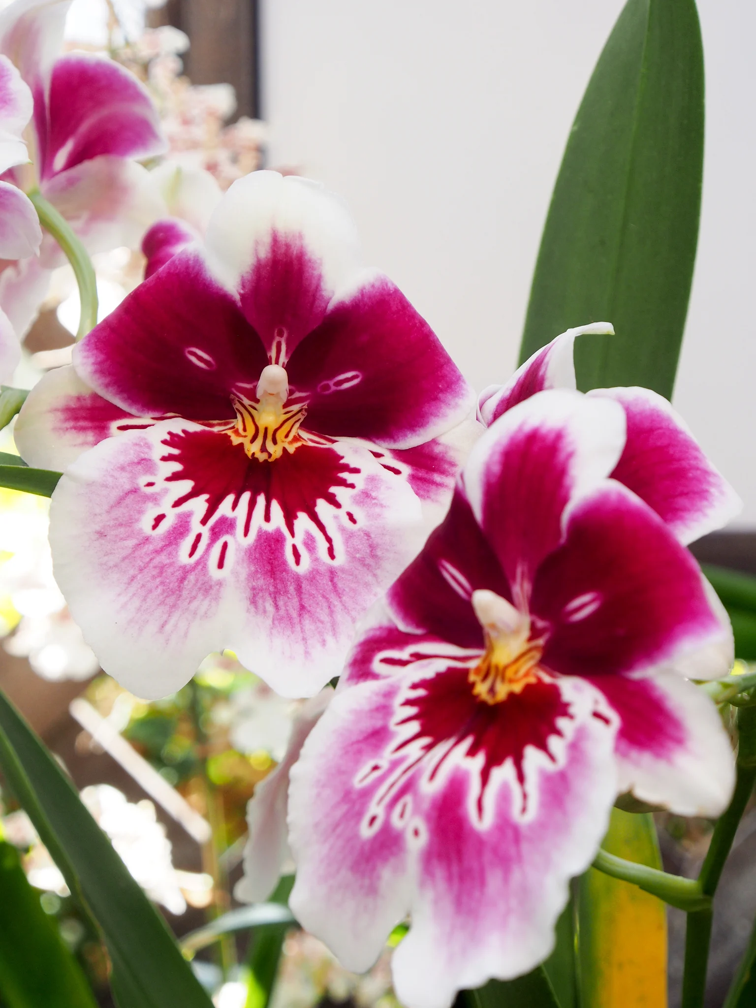 Close up of these beauties. The details are out of this world!