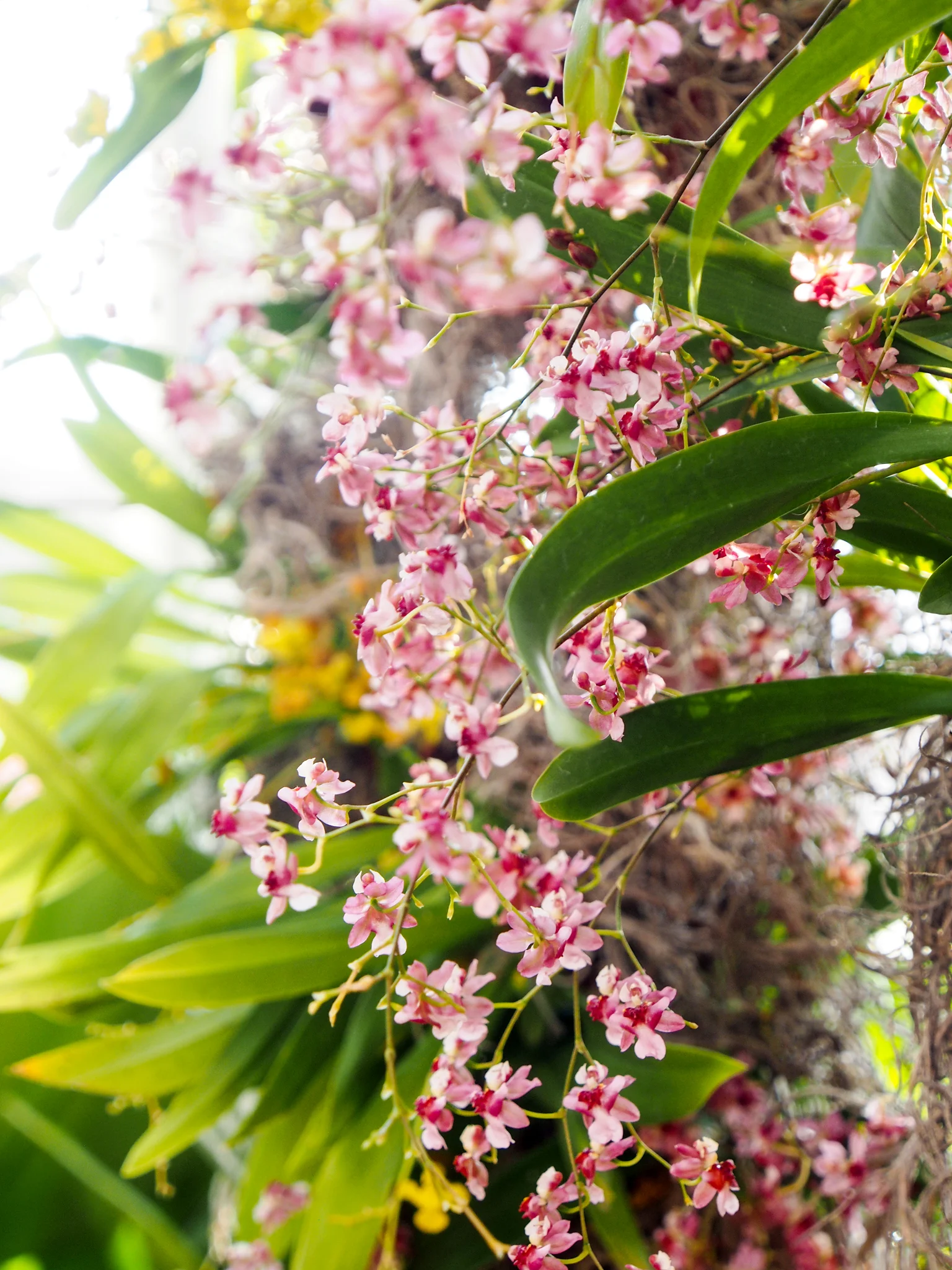 Tiny miniature orchids. 