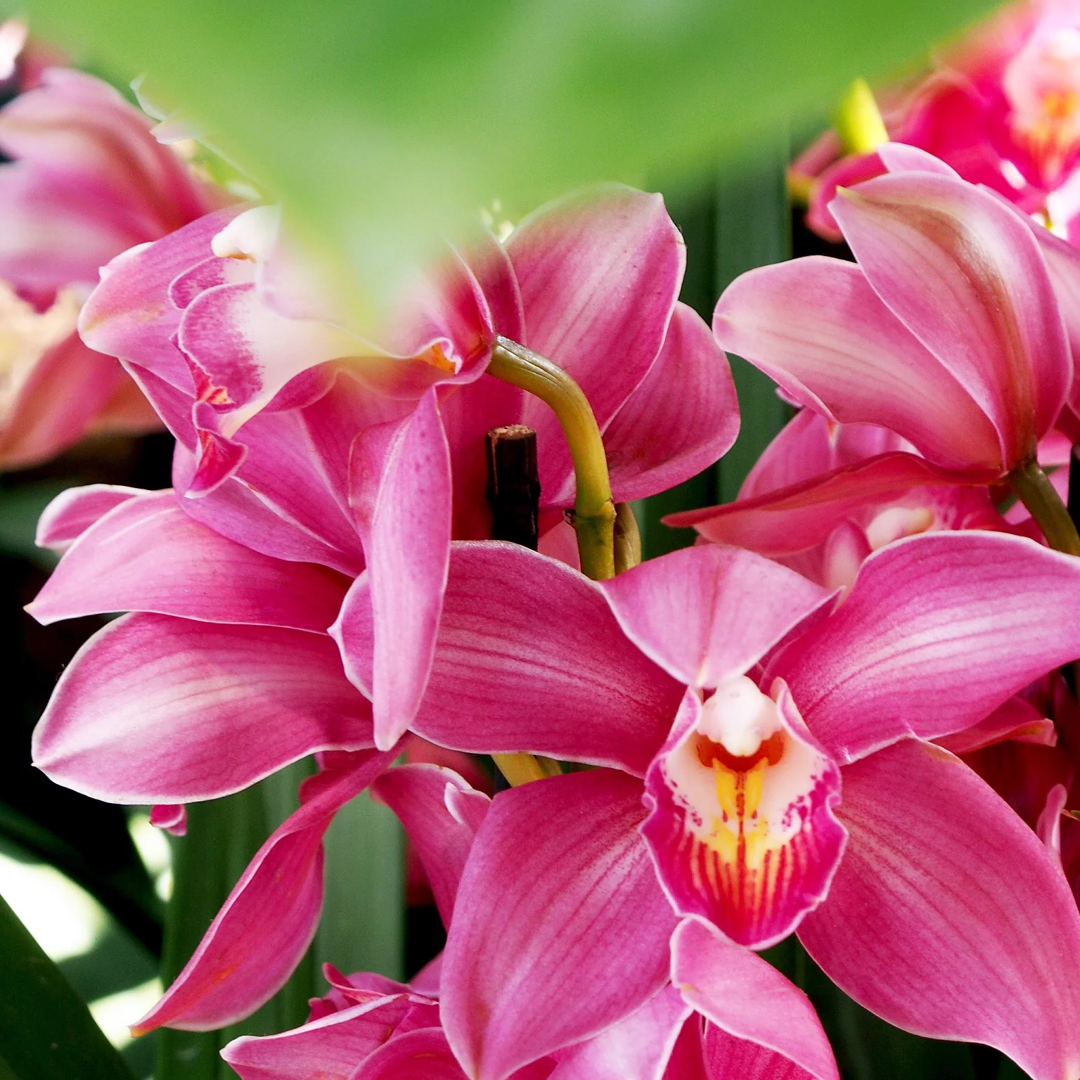 The NYBG's Annual Orchid Show - Part 1