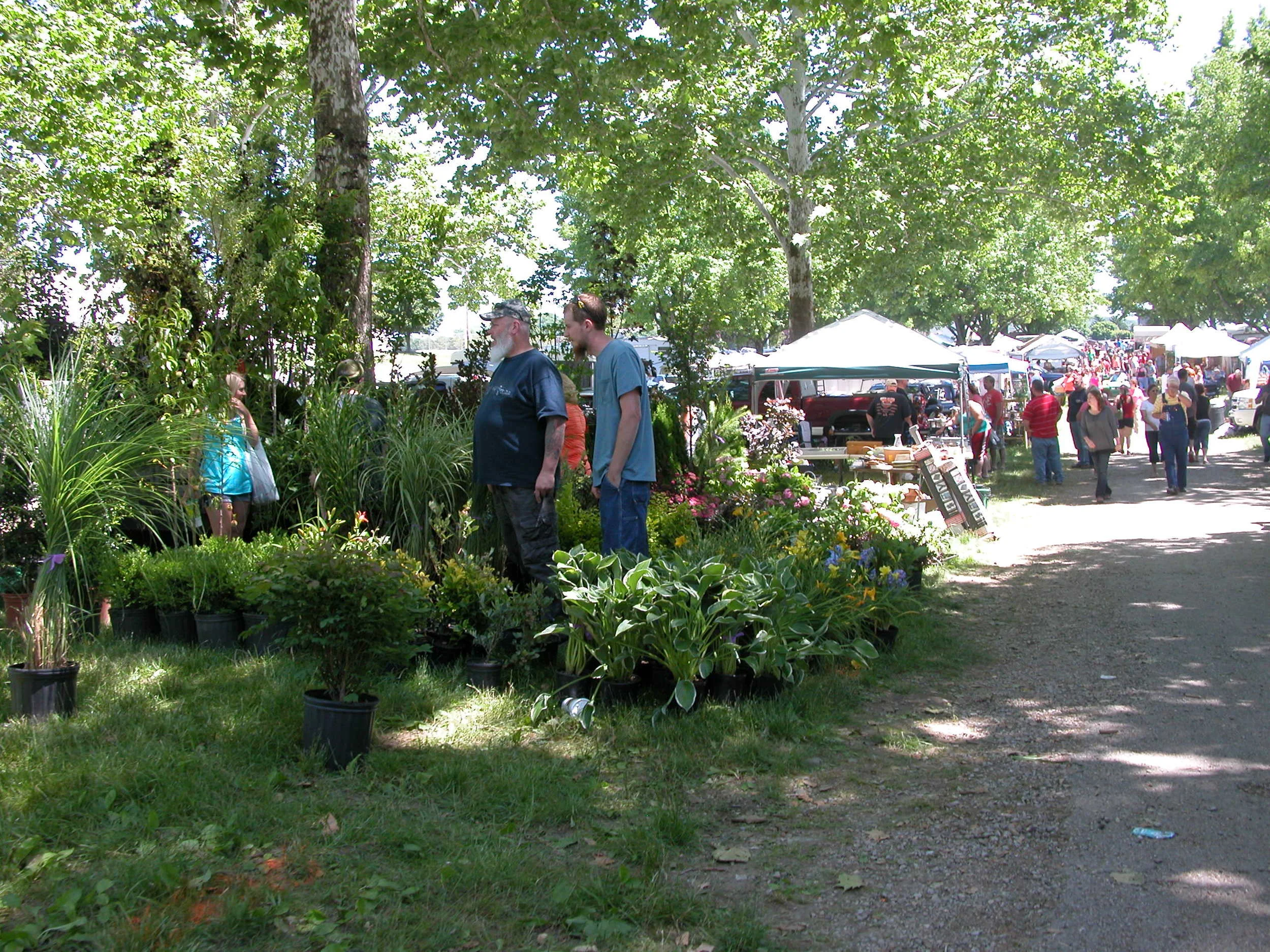 Plants for sale June 2014 3.JPG