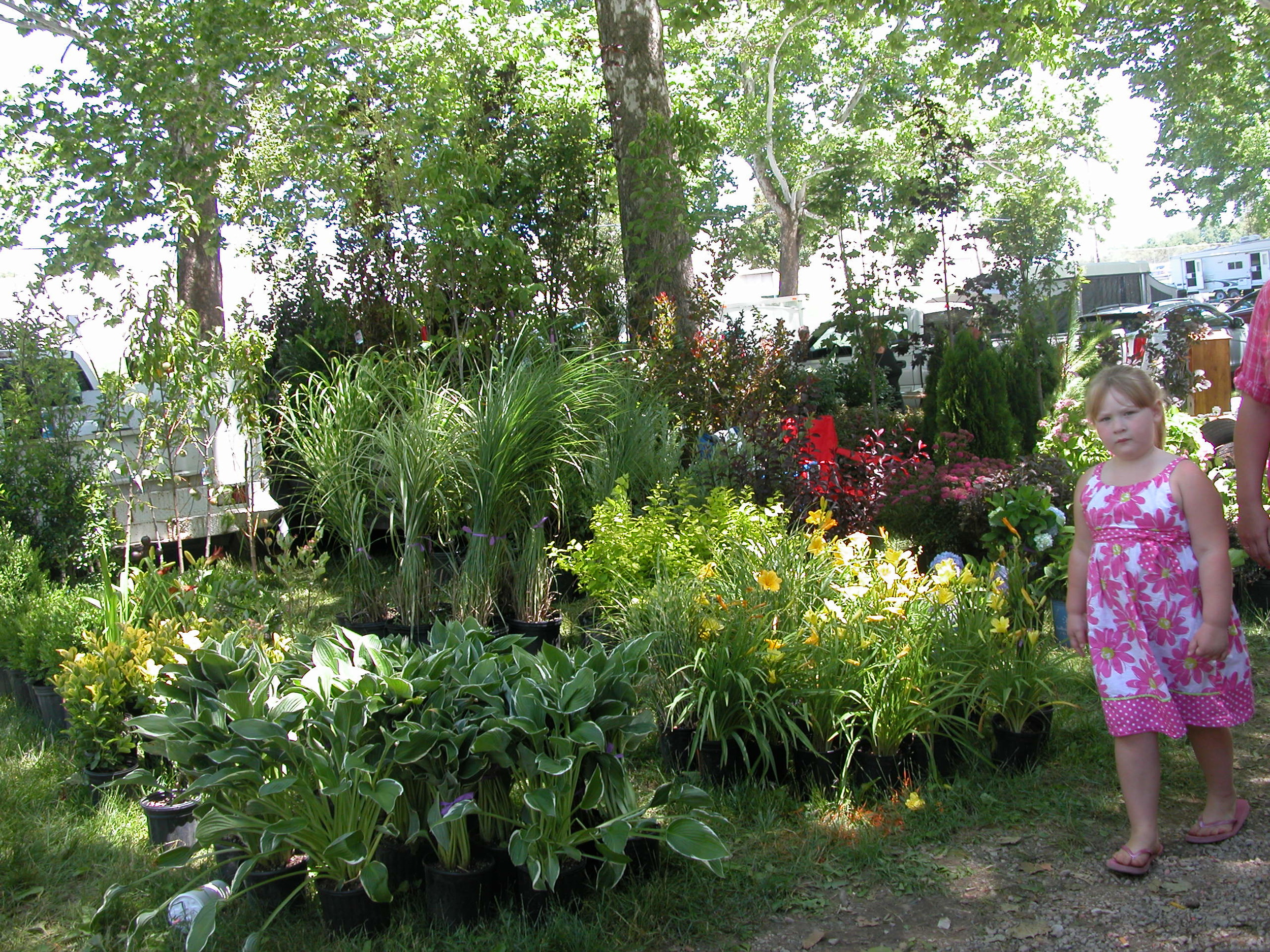 Plants for sale June 2014 6.JPG