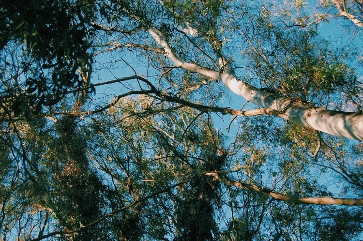 trees.jpg