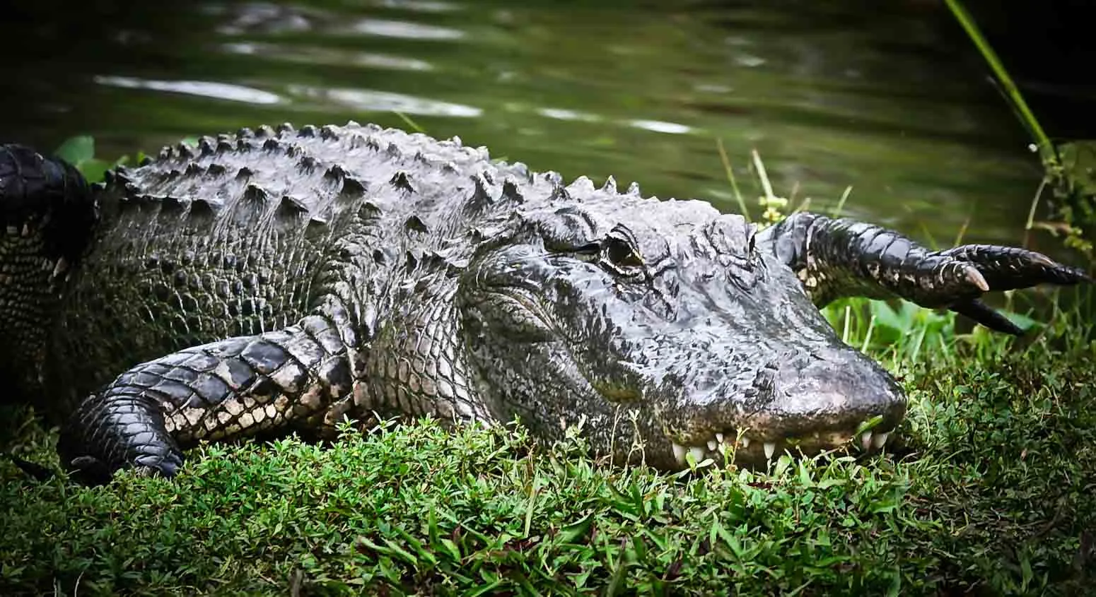 Naples_Alligators_IMG_9589_1_9x13.75_1.JPG