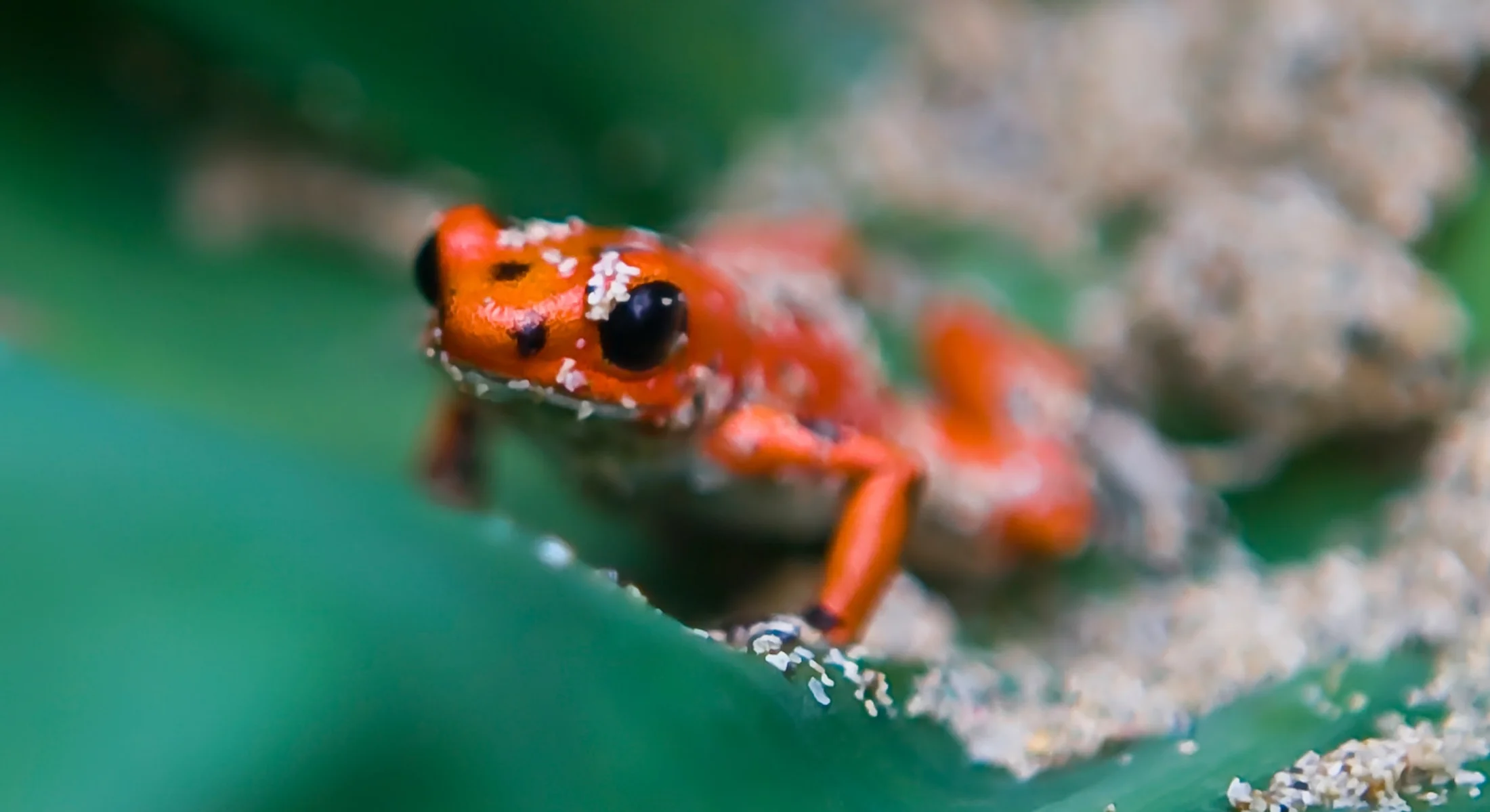 Panama_IMG_1297.JPG