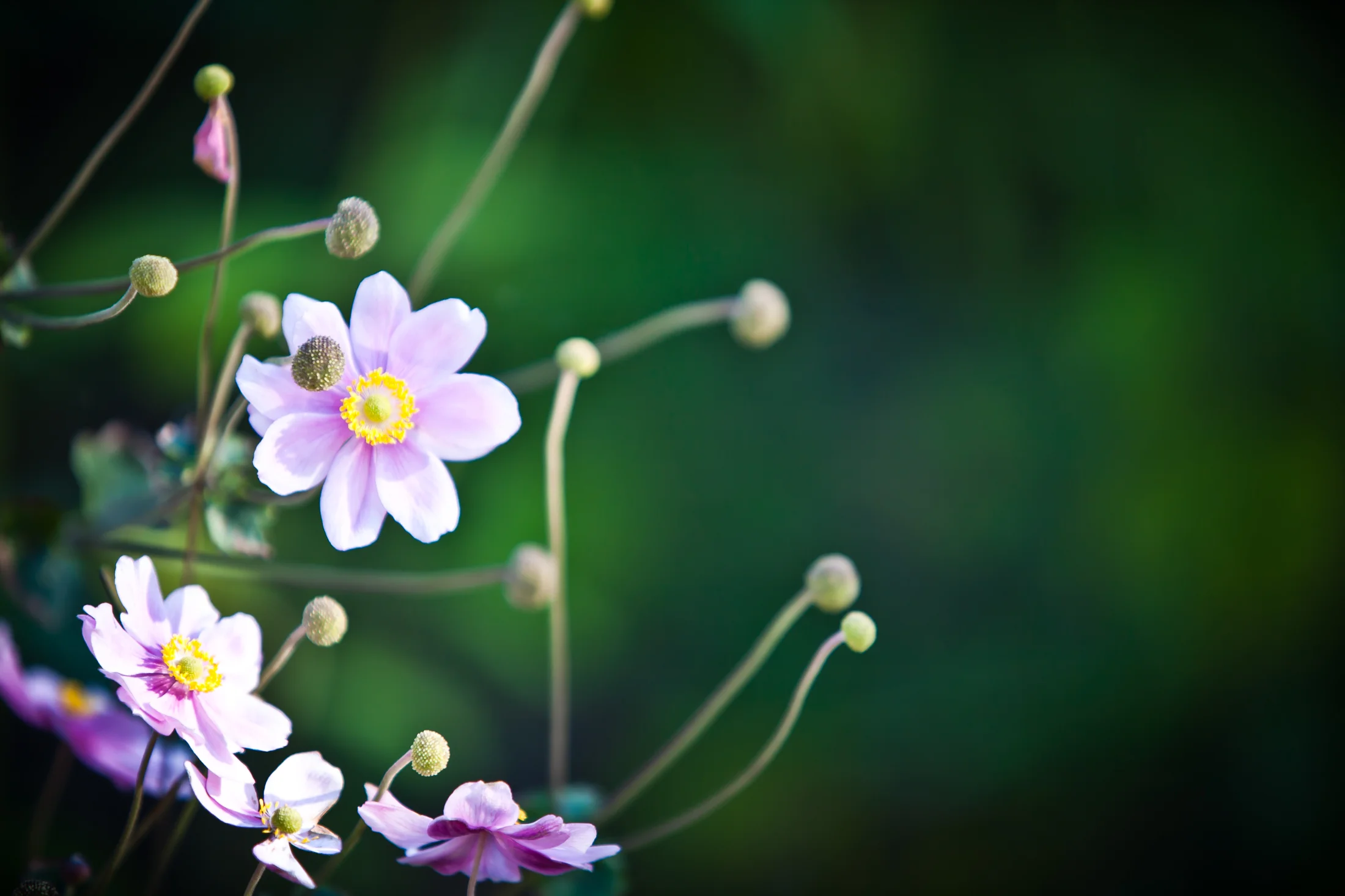 Nature_8992_© Mary Carol Fitzgerald Photography.JPG