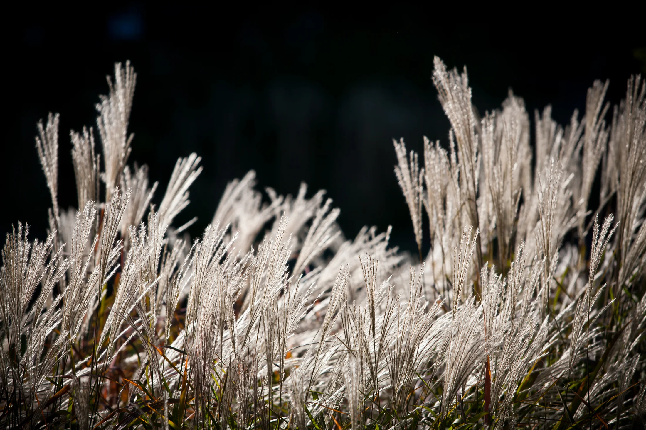 Nature_8905_© Mary Carol Fitzgerald Photography.JPG