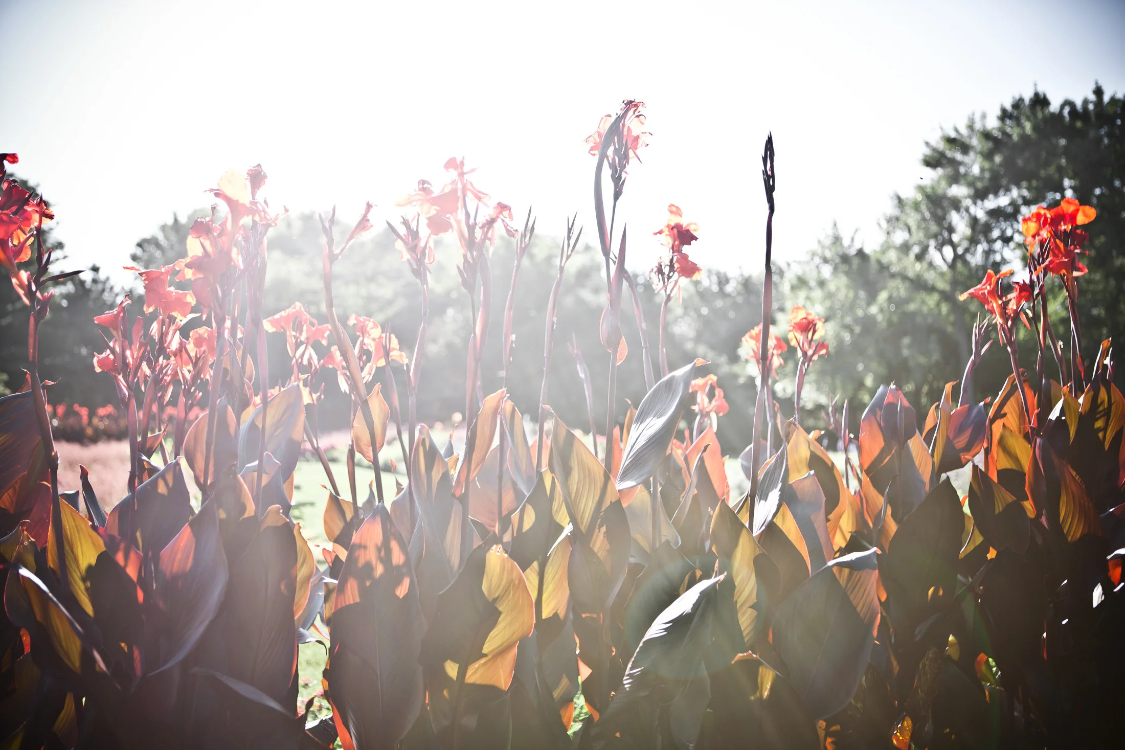 Nature-4328_© Mary Carol Fitzgerald Photography.JPG
