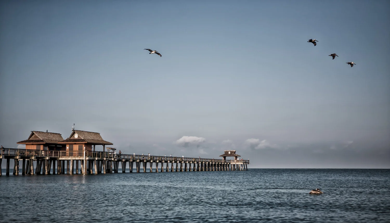 Naples-Pier-Pelicans_IMG_1081-2.JPG