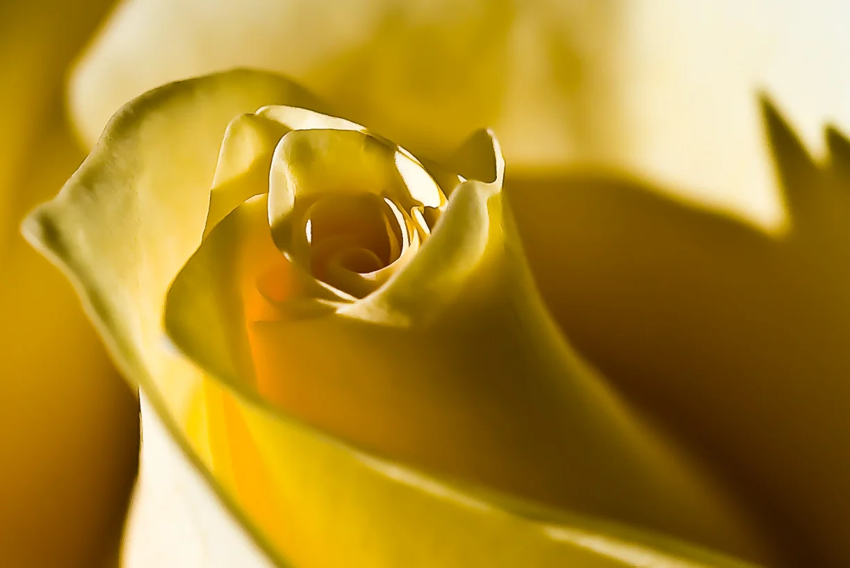 Flowers_Yellow-Rose_IMG_5703.jpg
