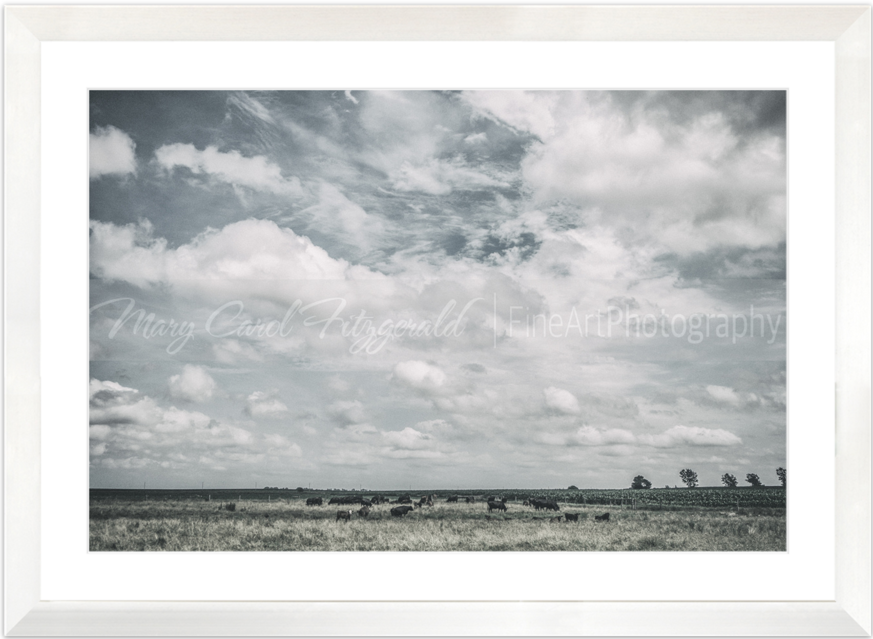 Iowa_Cute-Calf_9626 48x70 (White Frame).png