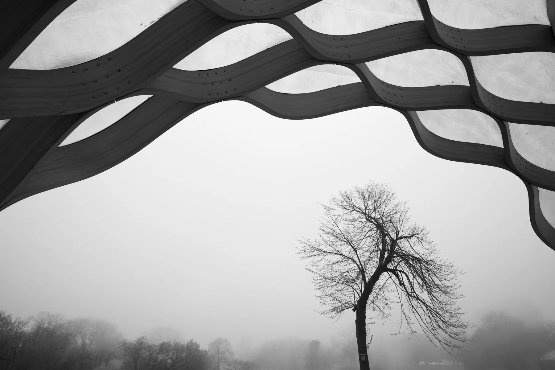 4L4C7799-BW.jpg