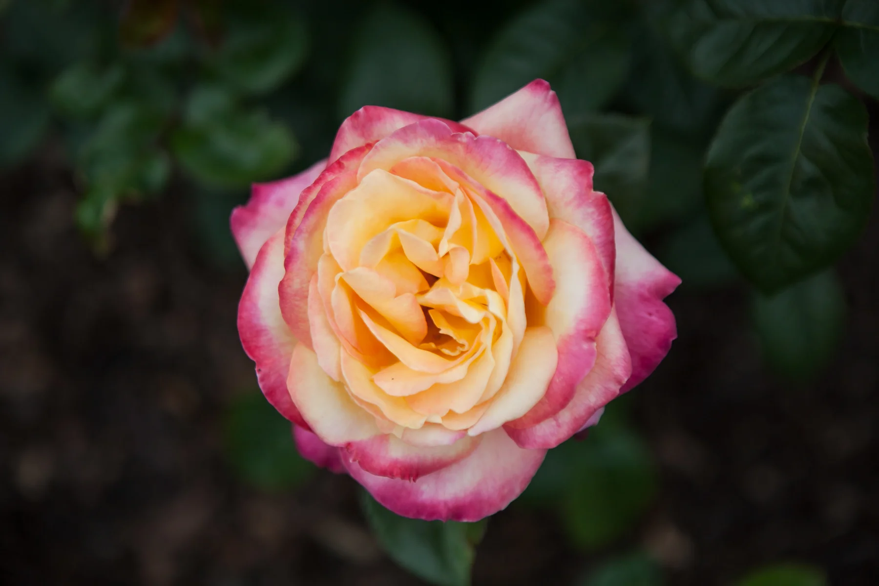 JWC_Botanical-Gardens_7656.jpg