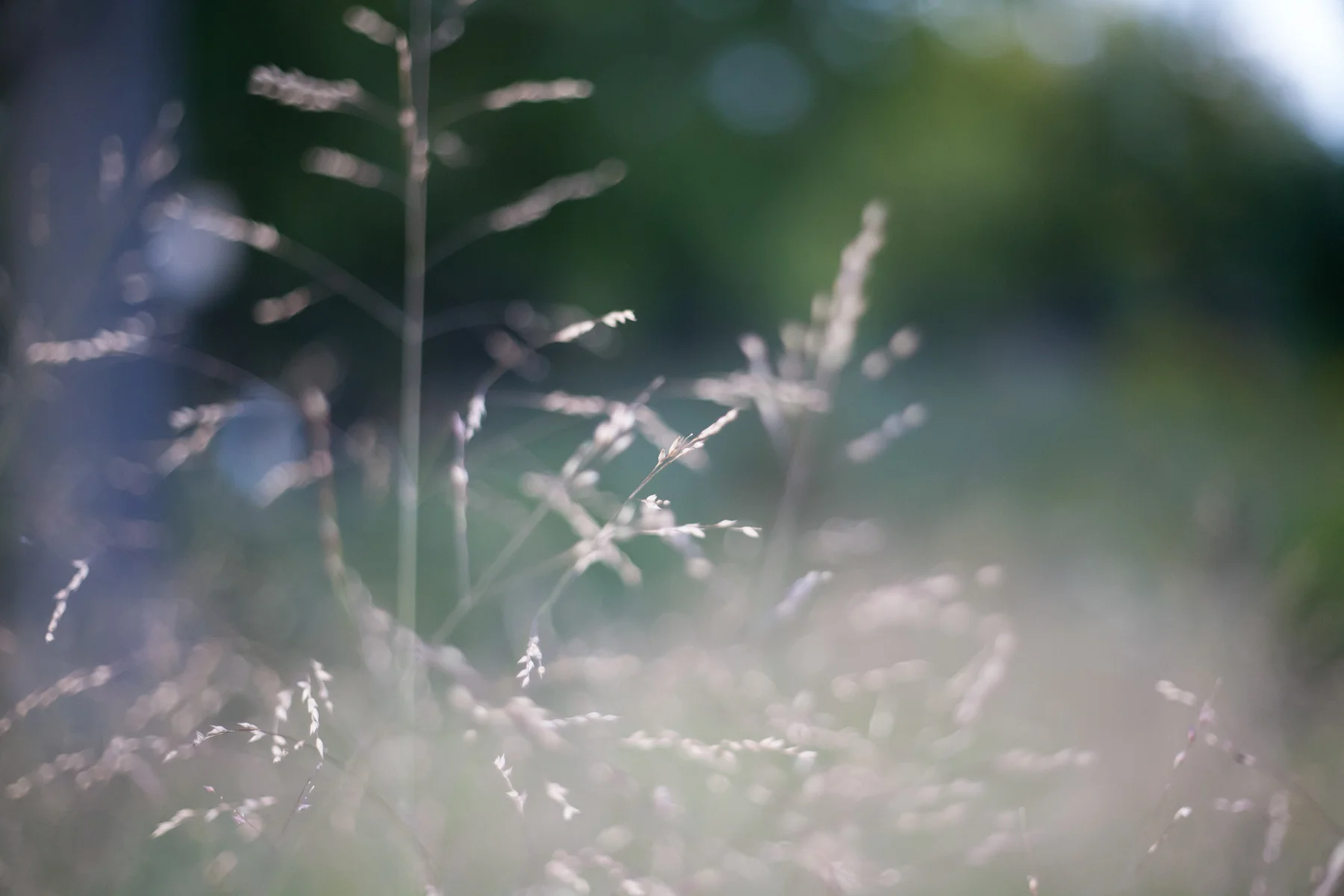 Whisper-2_050-40x60.jpg