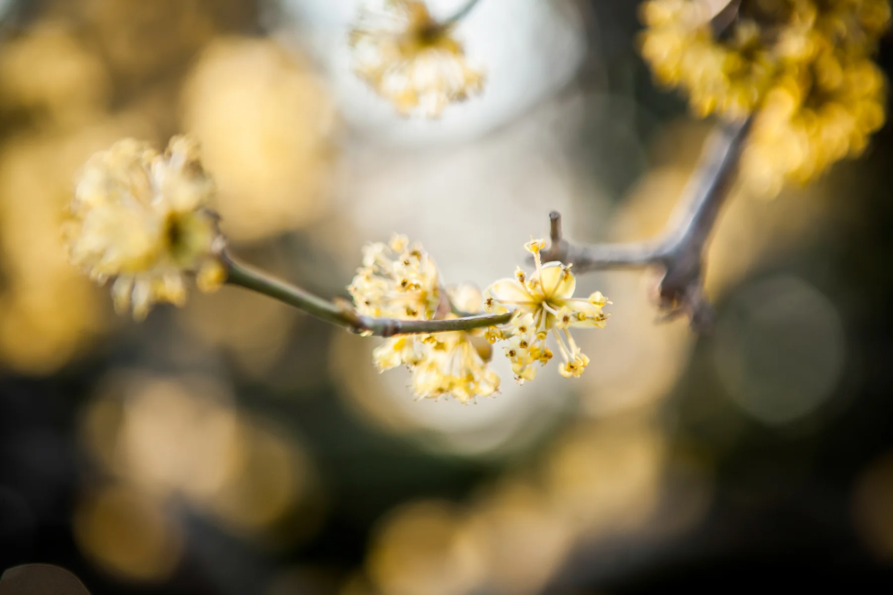 Spring Blossom_IMG_5833_20x30-300-dpi_Standout.jpg