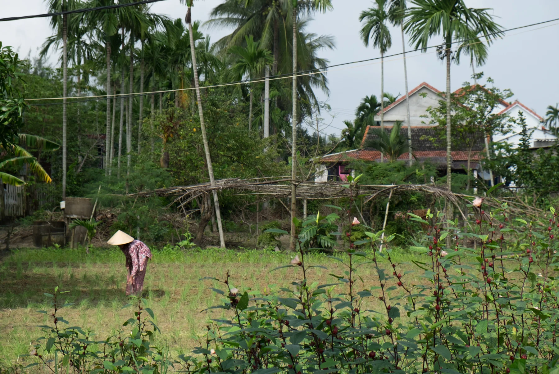 Vietnam-Hoian_5869.jpg