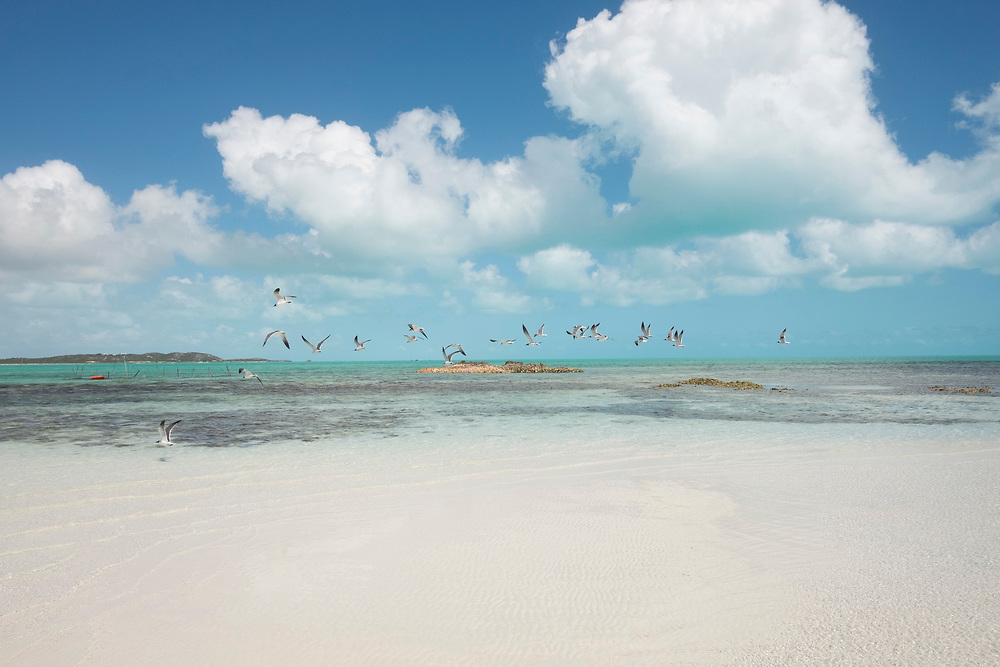 TCI-Free-To-Fly.jpeg