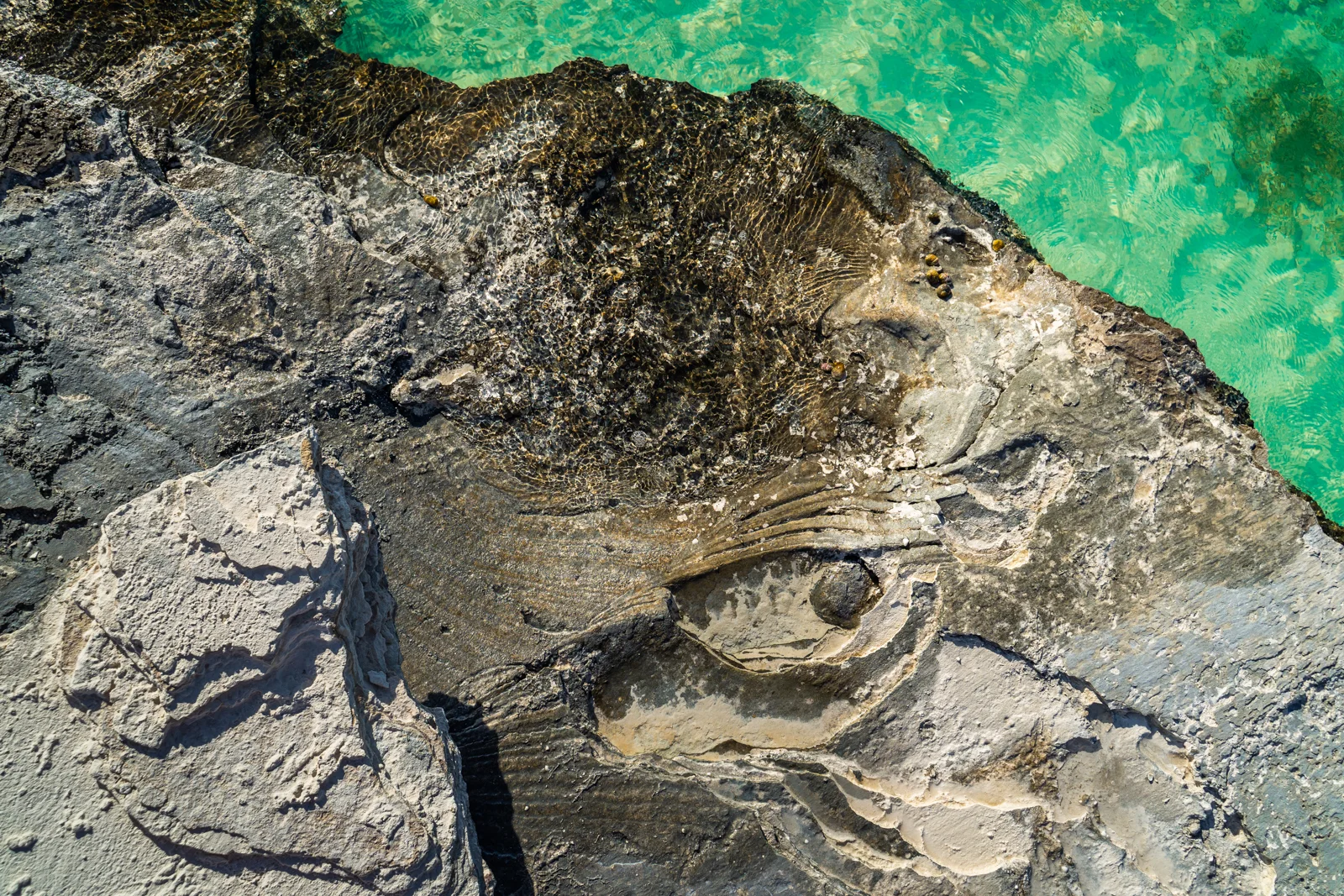 TCI_MCF_09759.jpg