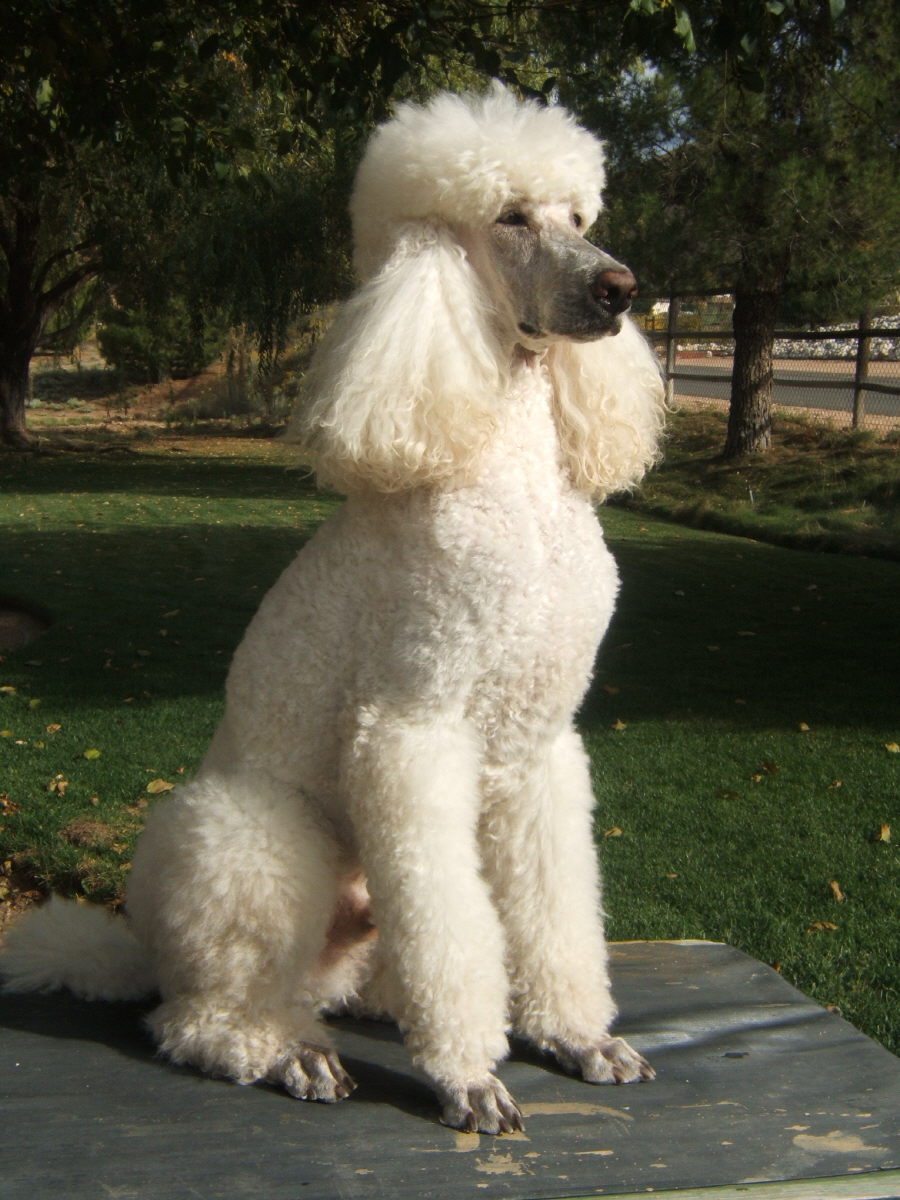 poodle.jpg