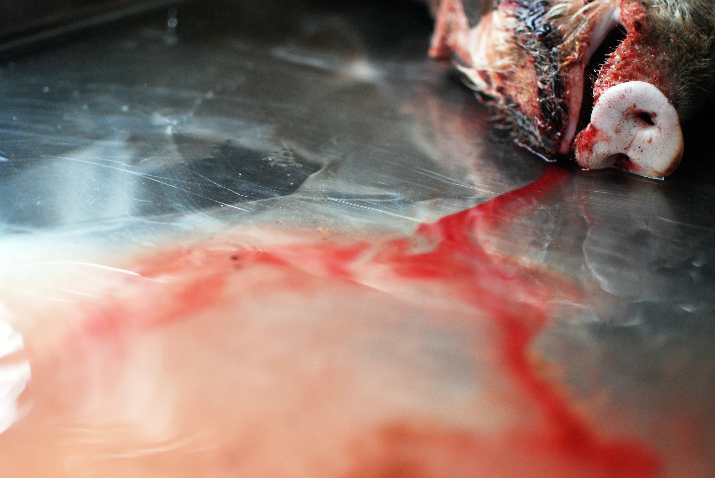 Pig Slaughter 4.jpg
