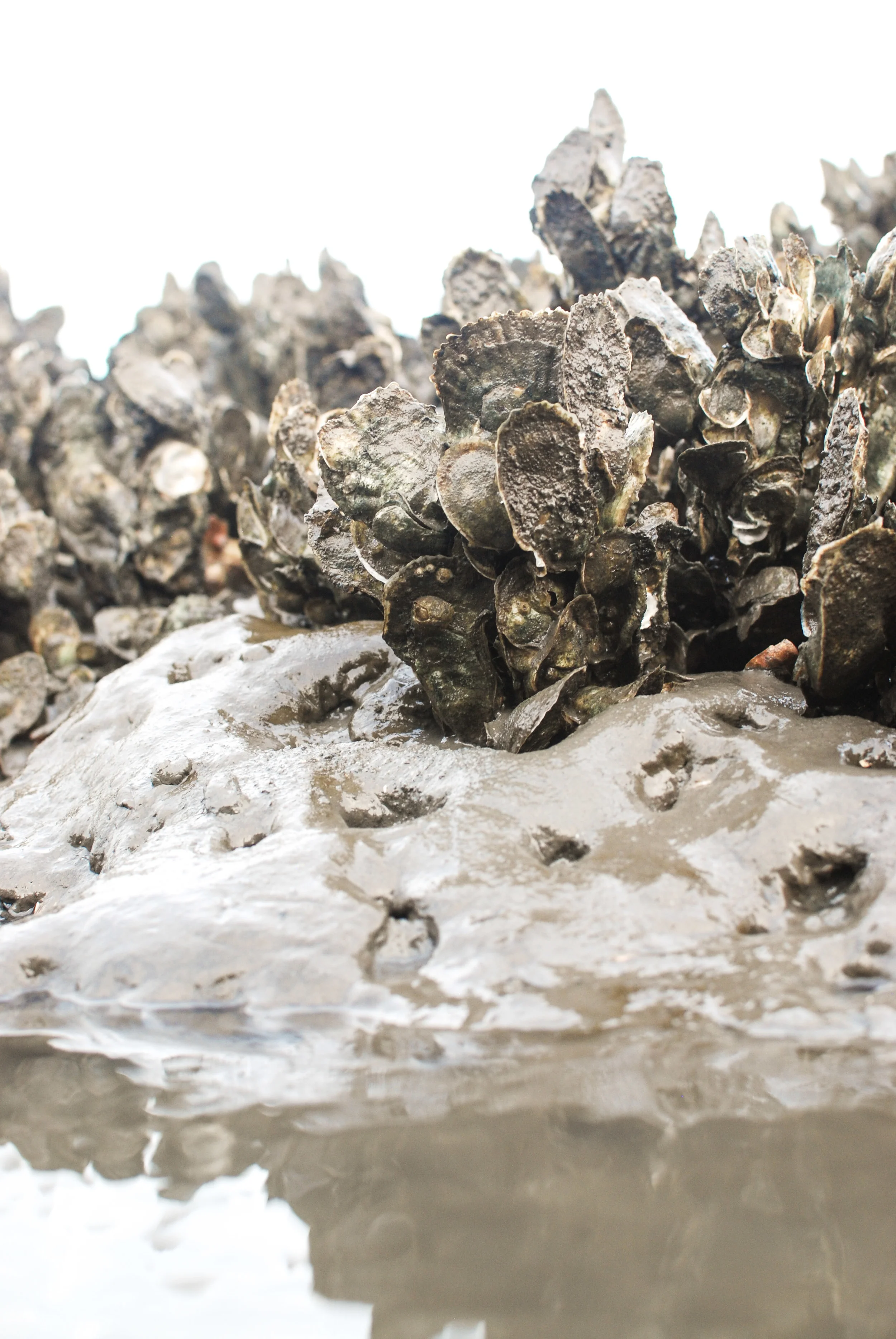 An example of clustering oysters. These aren't that "coon"-ish, but the picture does demonstrate what is happening in the wild. Imagine longer, thinner shells. 