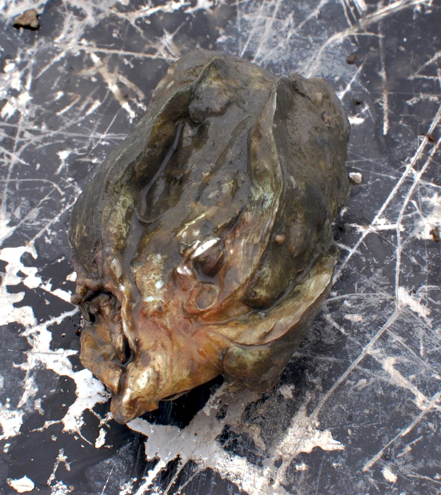 Err..ahem...not actually a Gulf oyster, but it's my photograph. 