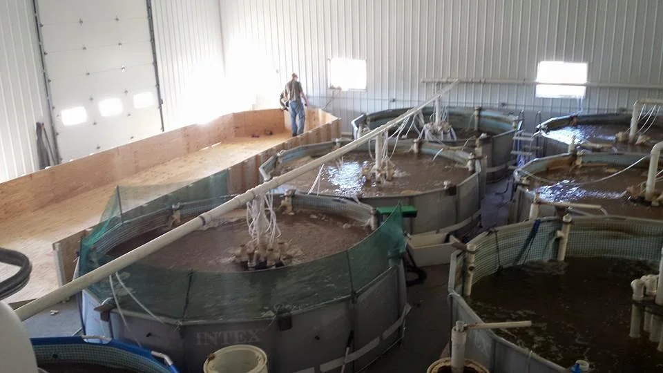 From Dairyland Shrimp