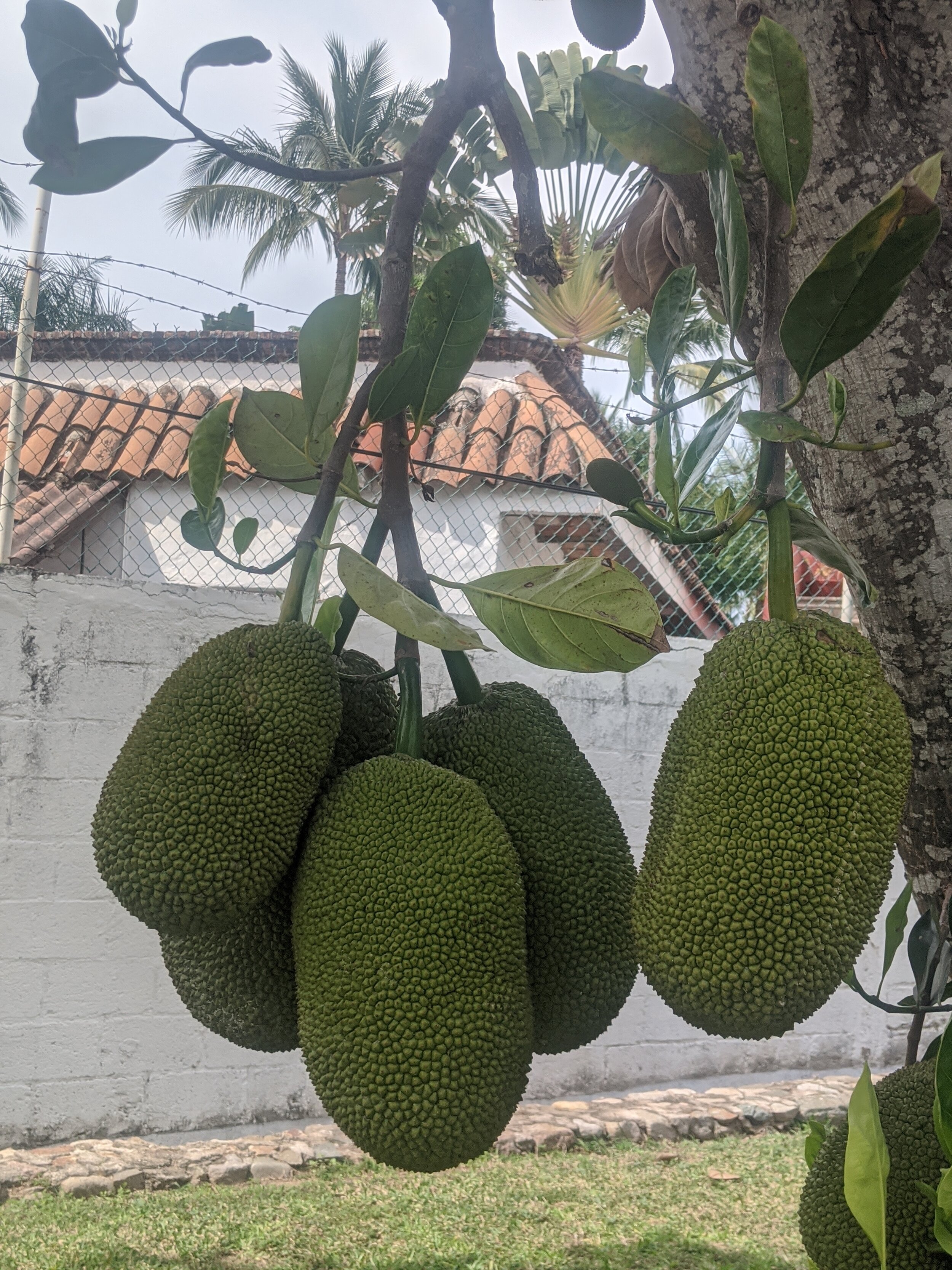 Jackfruit