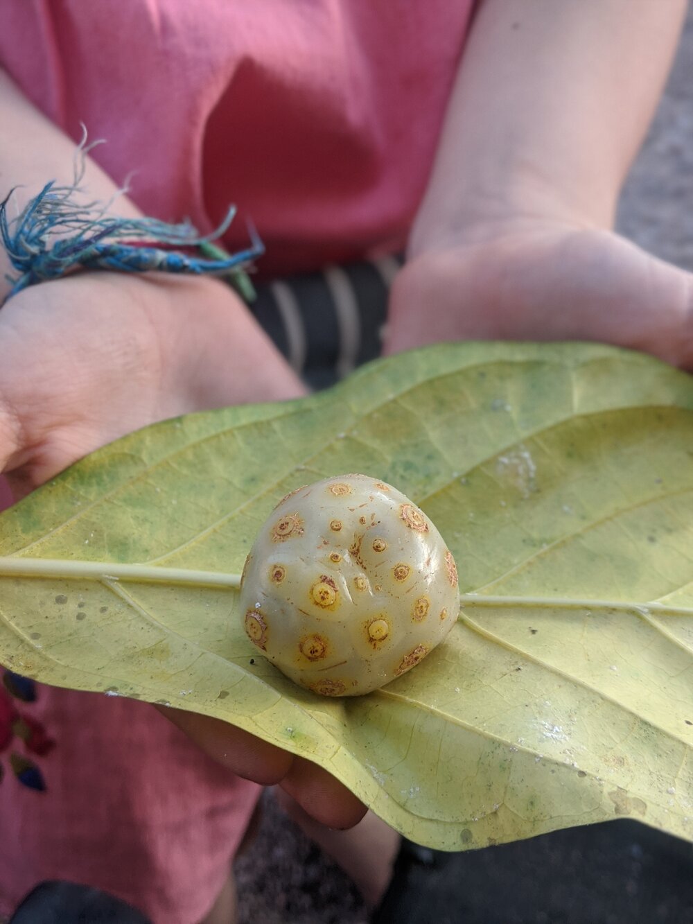 Noni Fruit